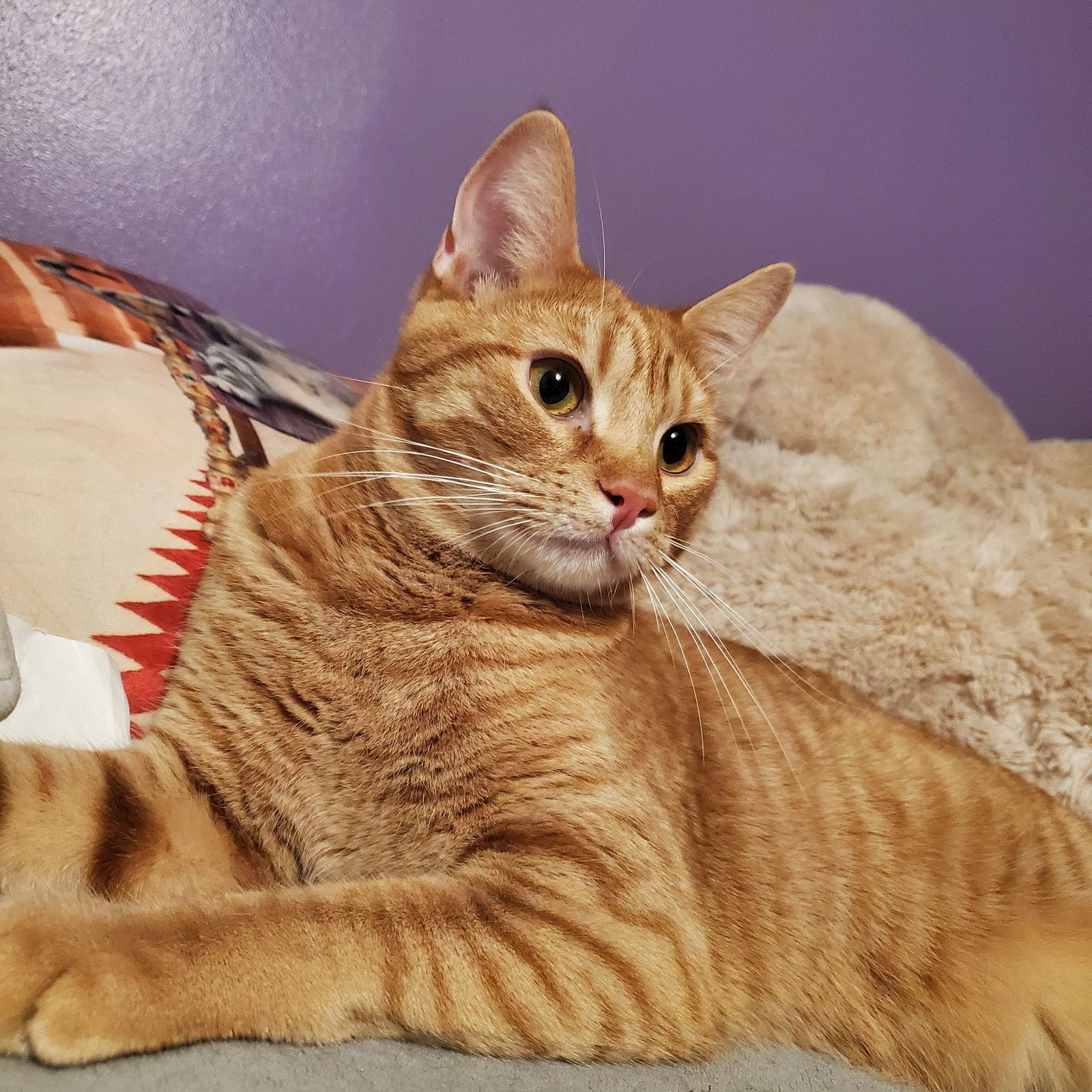 Ritz (and Triscuit), Adopted, Young Male Domestic Short Hair.