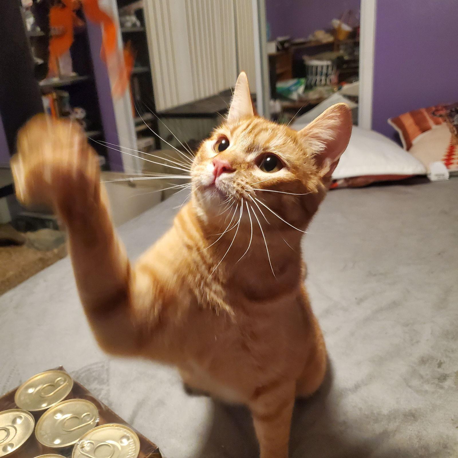 Ritz (and Triscuit), a Adopted Domestic Short Hair in Los Alamitos, CA image 2/3