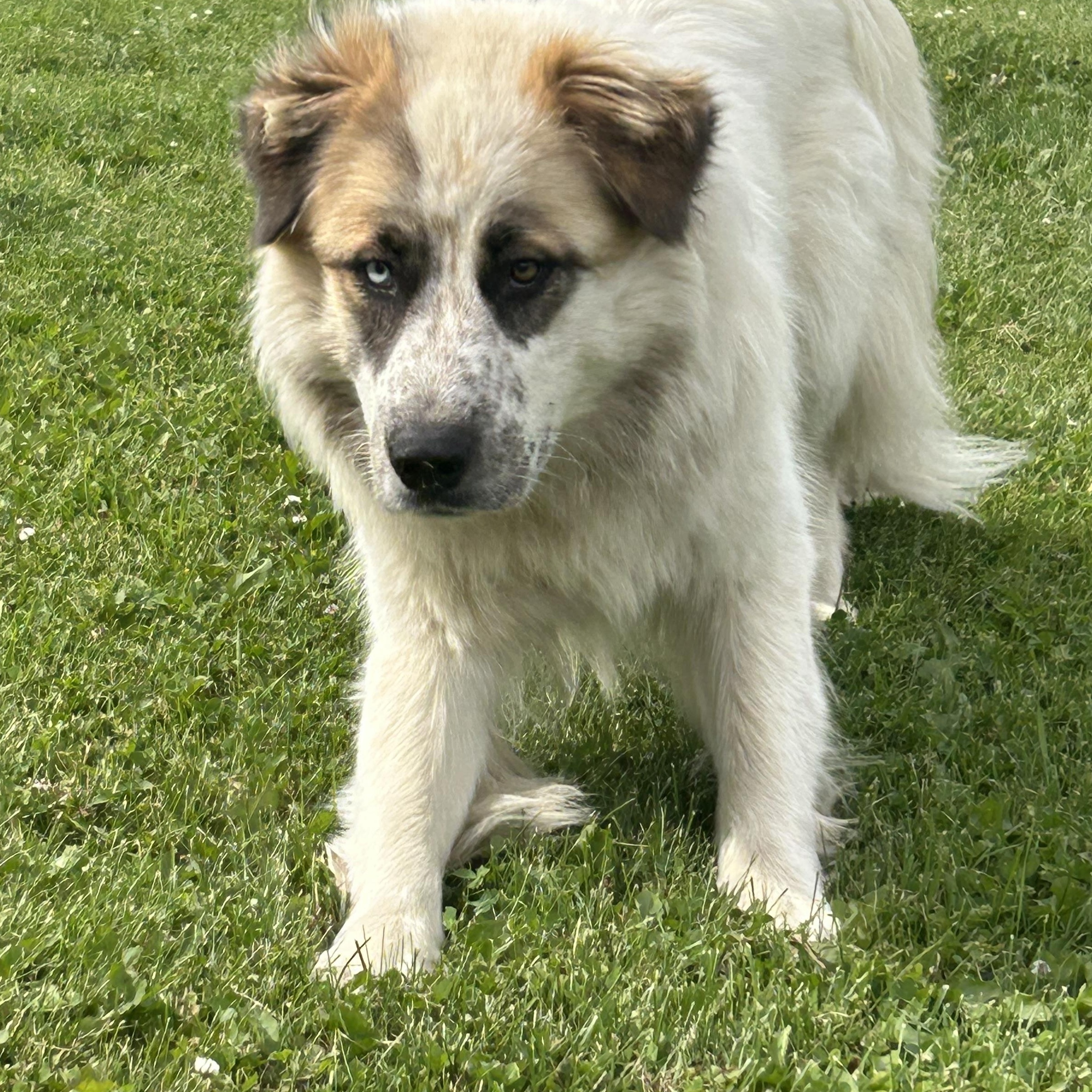 Boswell, a Adoptable mixed breed in Edmonton, AB image 1/4