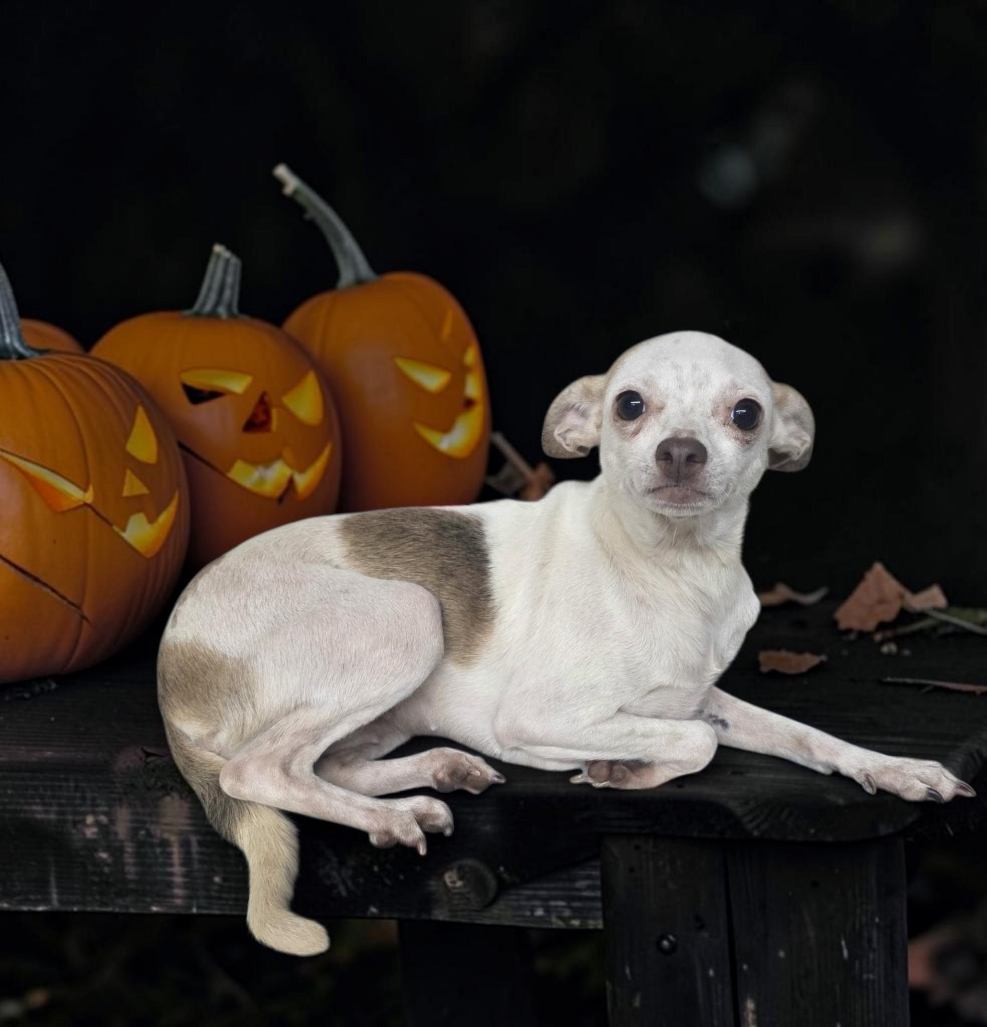 Fanta, Adoptable, Adult Female Chihuahua.
