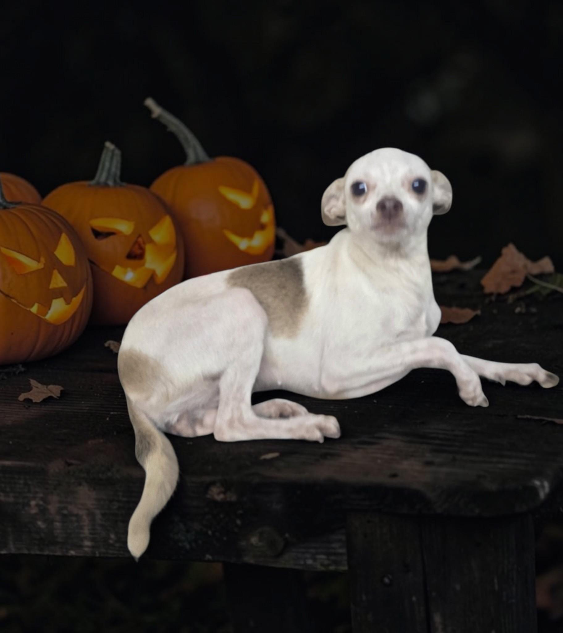 Enlarge Fanta, a Adoptable mixed breed in Dallas, GA image 3/3