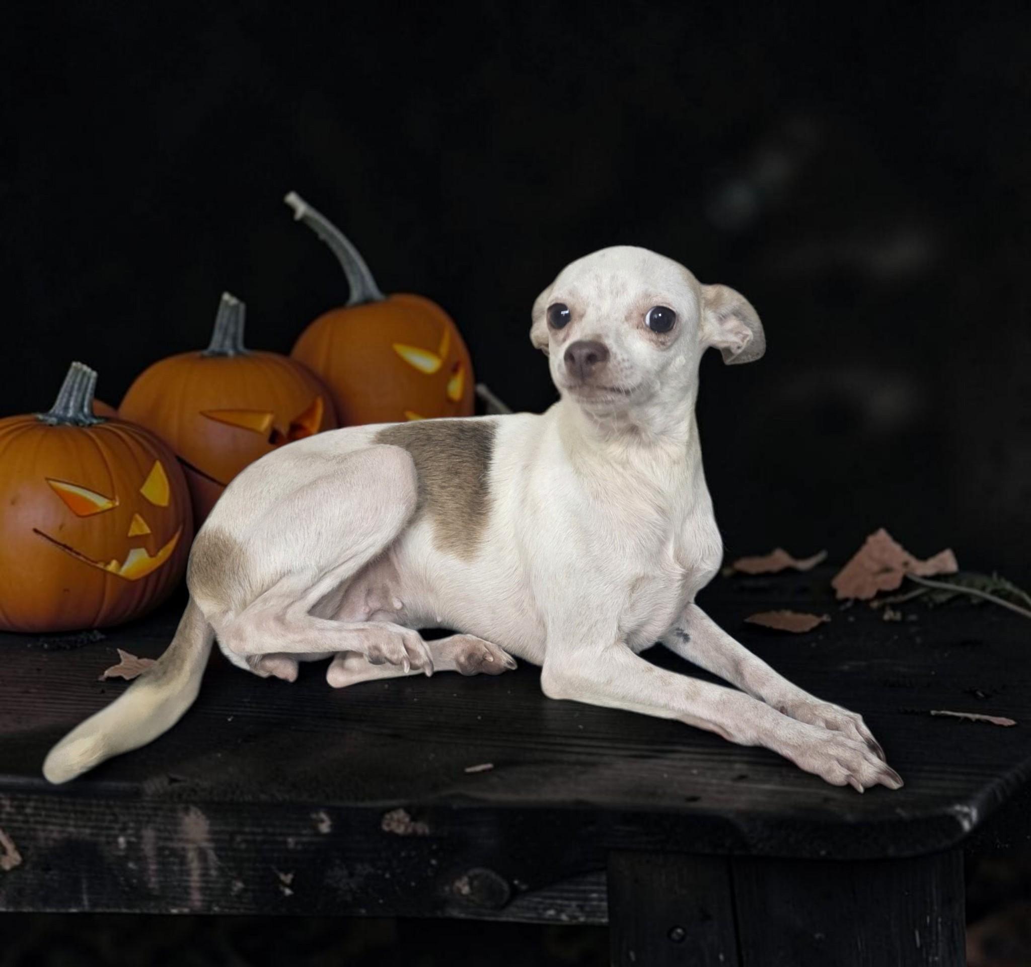 Enlarge Fanta, a Adoptable mixed breed in Dallas, GA image 2/3