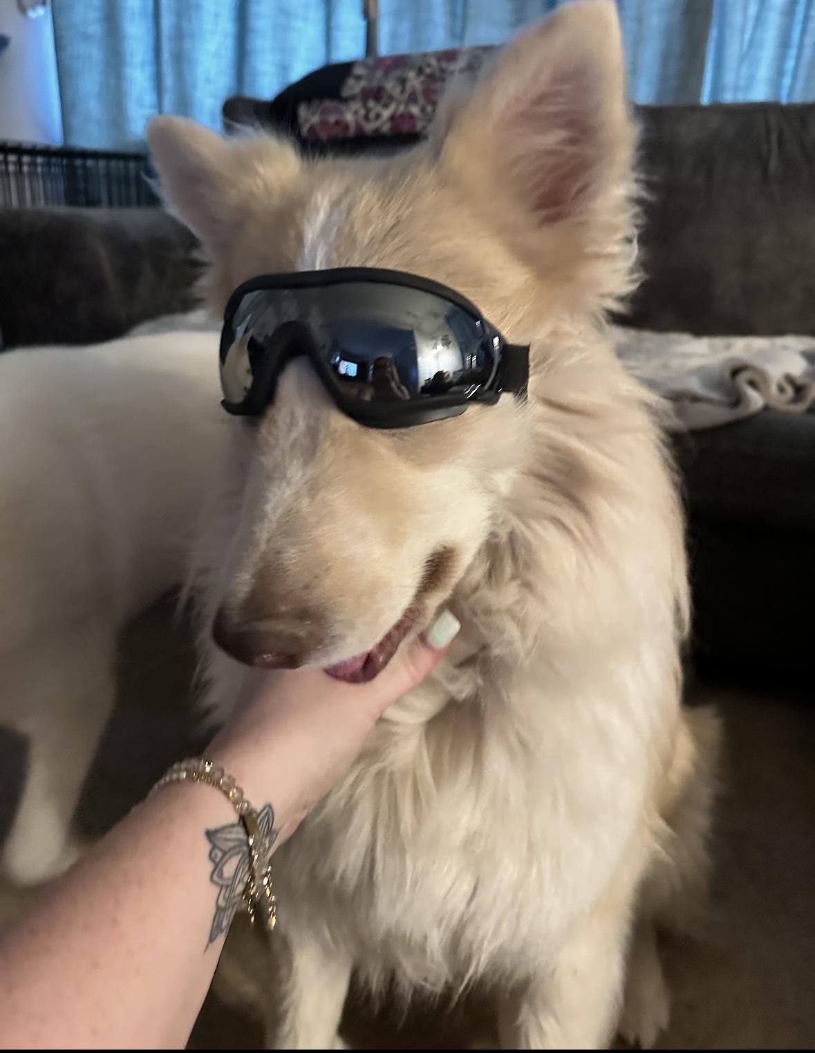 Enlarge Sven, a Adoptable mixed breed in York, PA image 3/3