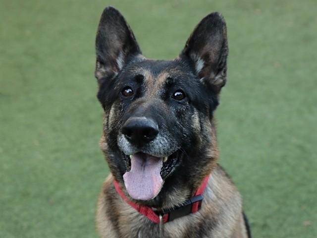 ROMEO, Adoptable, Adult Male German Shepherd Dog.
