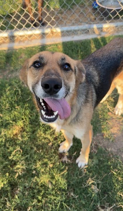 Ophelia, Adoptable, Adult Female German Shepherd Dog & Mixed Breed.