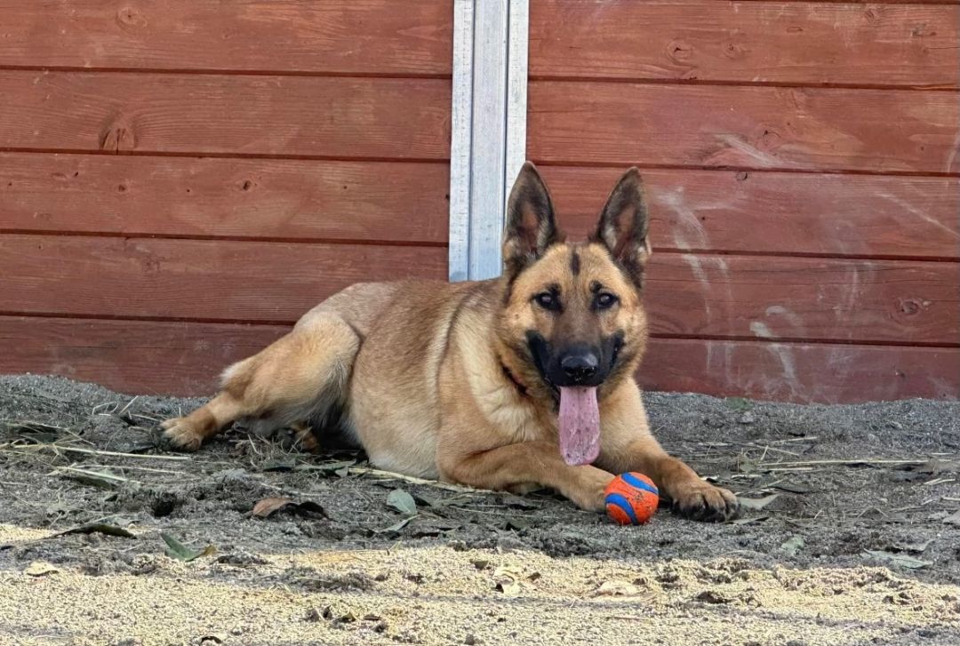 Raya, Adoptable, Adult Female German Shepherd Dog.