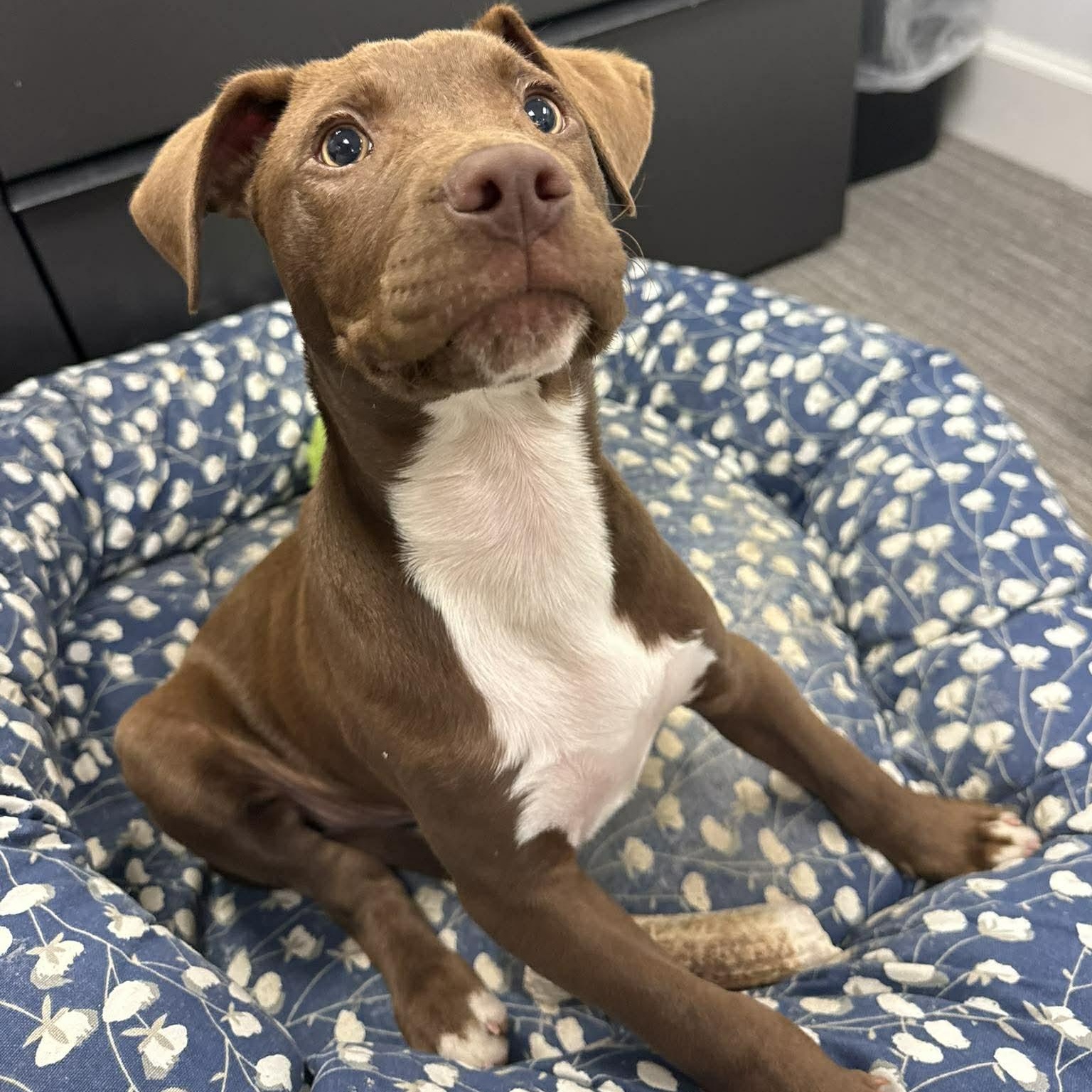 Enlarge Benji, a Adoptable mixed breed in Wando, SC image 4/5