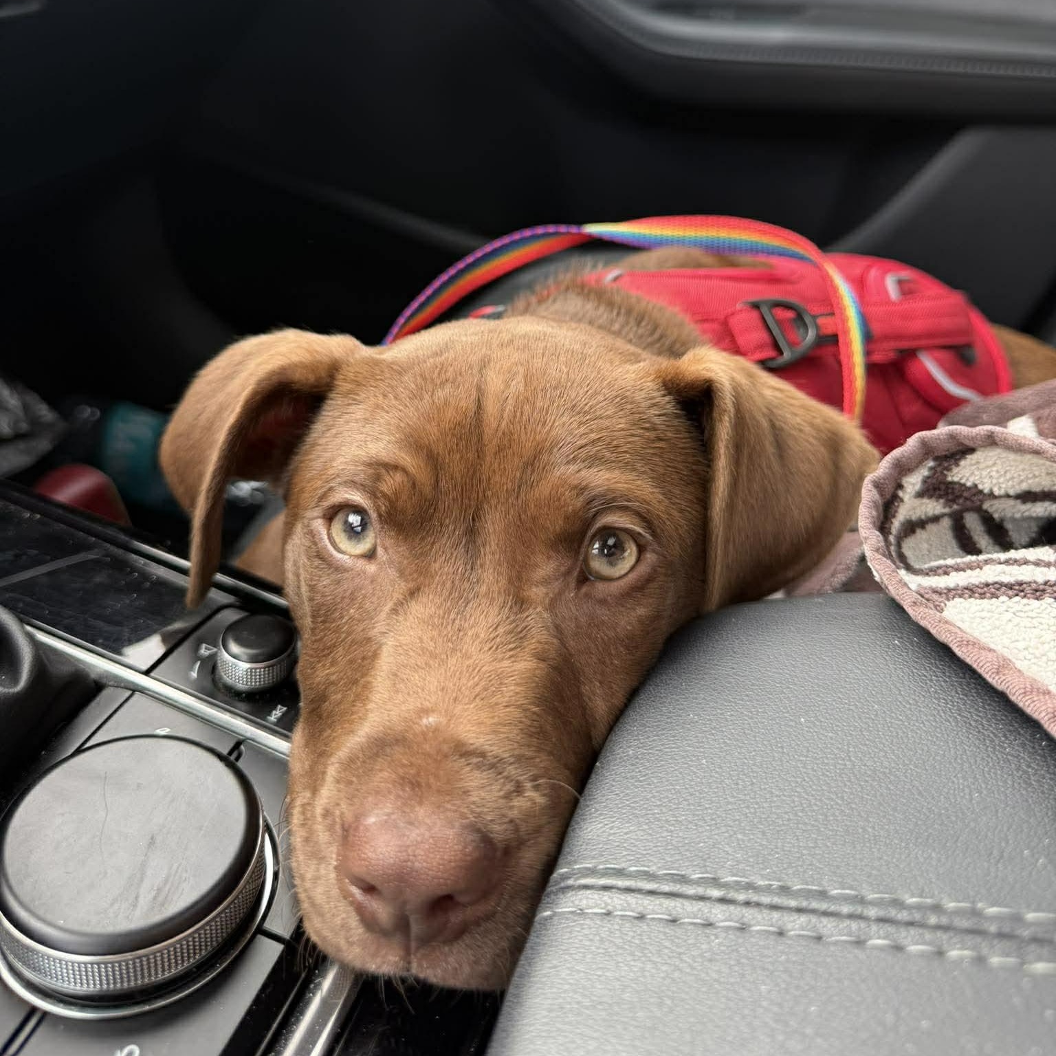 Enlarge Benji, a Adoptable mixed breed in Wando, SC image 5/5