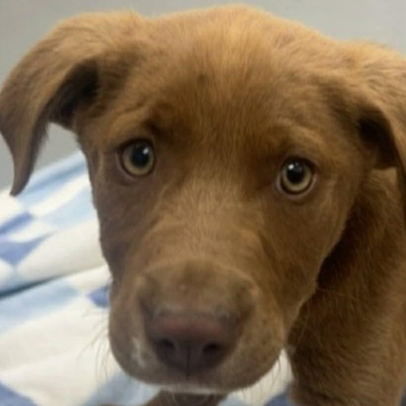 Enlarge Benji, a Adoptable mixed breed in Wando, SC image 4/5