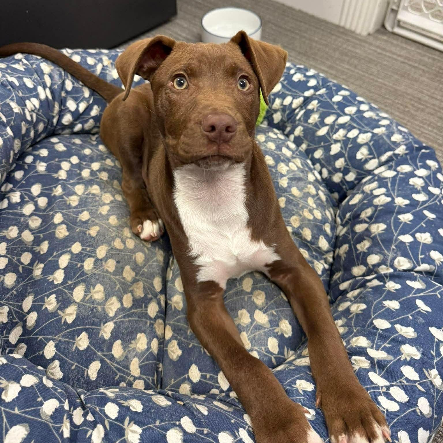 Benji, Adoptable, Puppy Male Labrador Retriever.