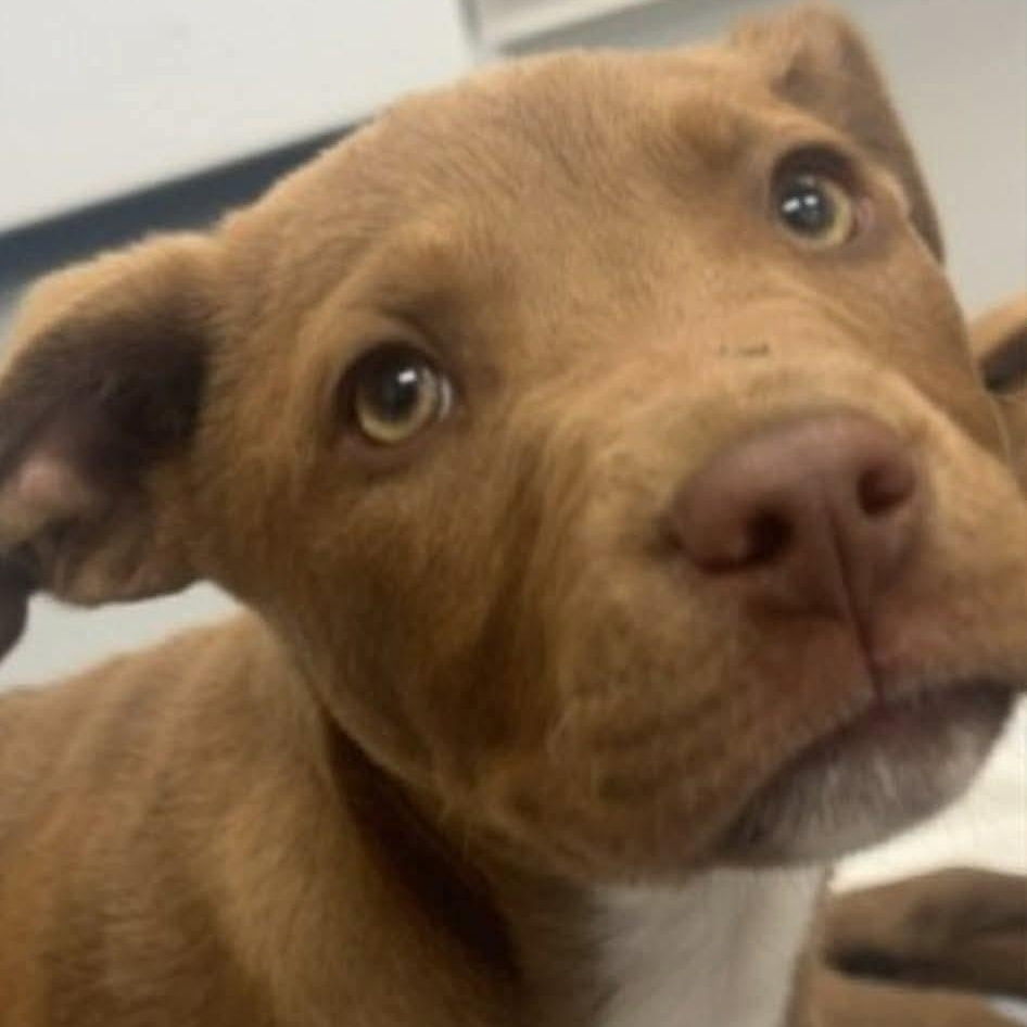 Enlarge Benji, a Adoptable mixed breed in Wando, SC image 5/5