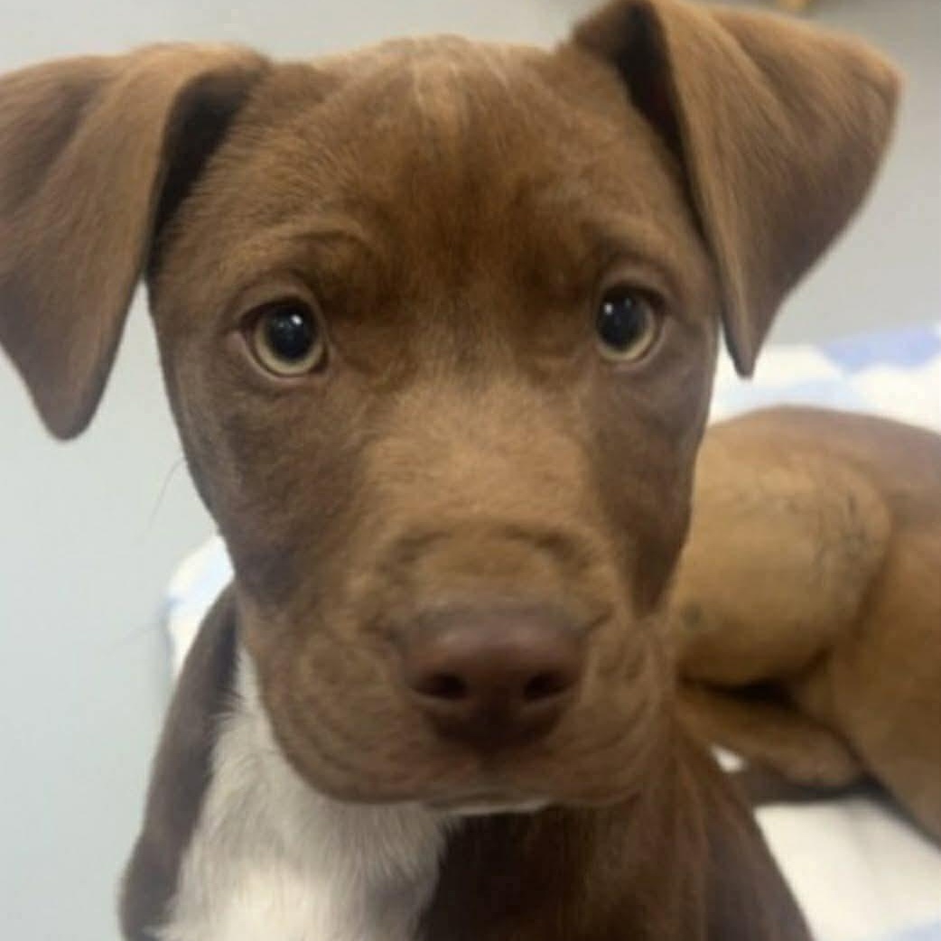 Enlarge Benji, a Adoptable mixed breed in Wando, SC image 2/5