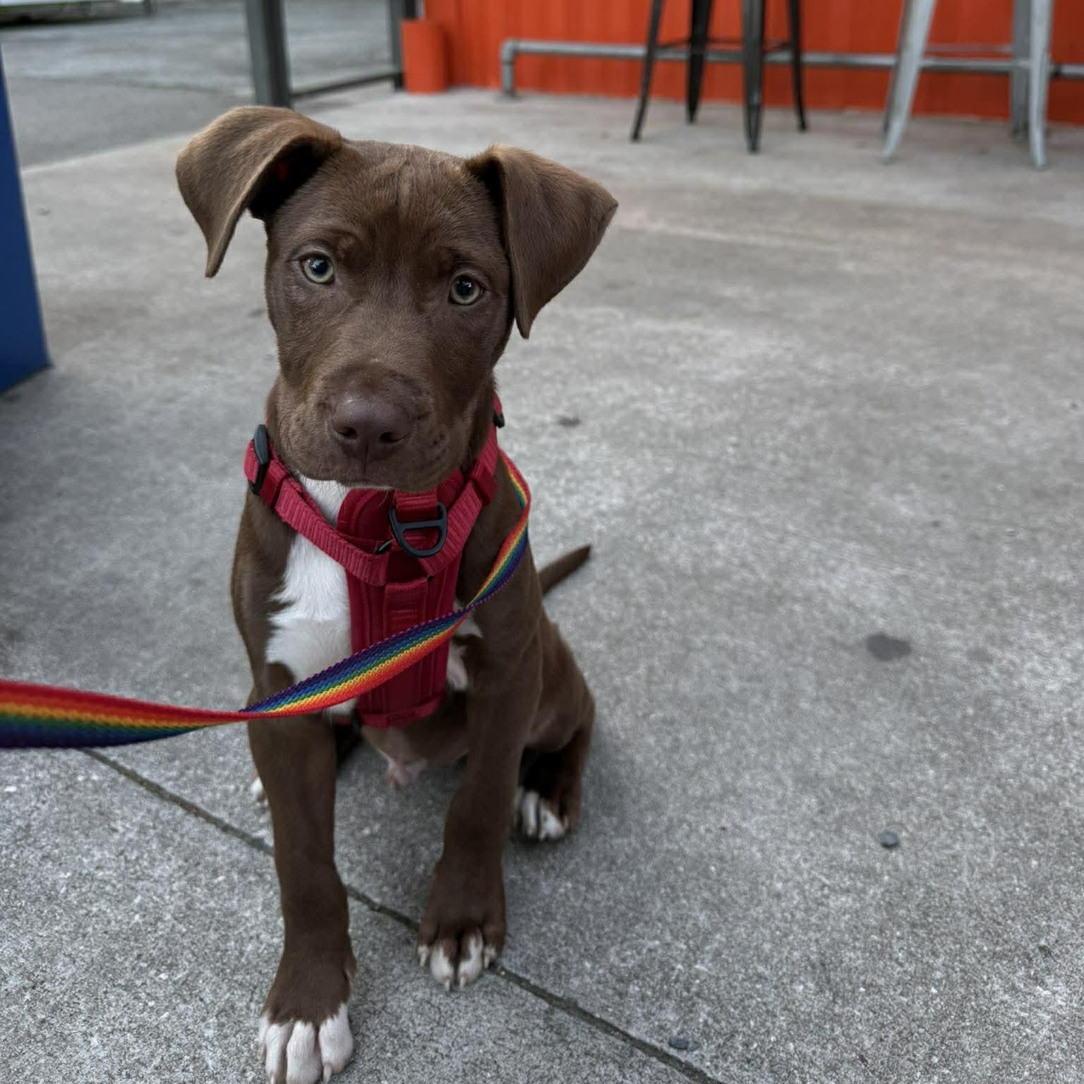Benji, Adoptable, Puppy Male Labrador Retriever.
