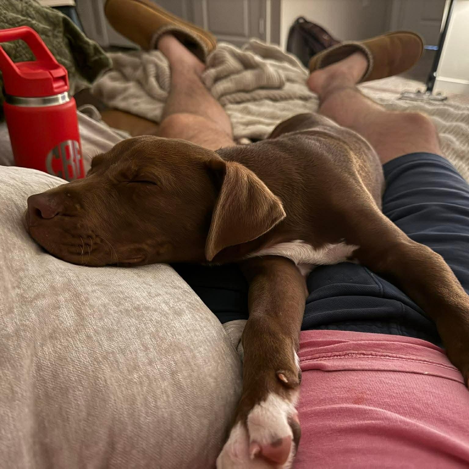 Enlarge Benji, a Adoptable mixed breed in Wando, SC image 3/5