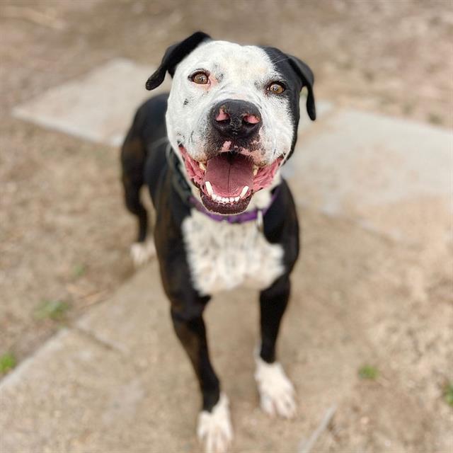 BANDIT, Adoptable, Young Male Pit Bull Terrier.
