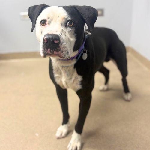 Enlarge BANDIT, a Adoptable Pit Bull Terrier in Aurora, CO image 1/1