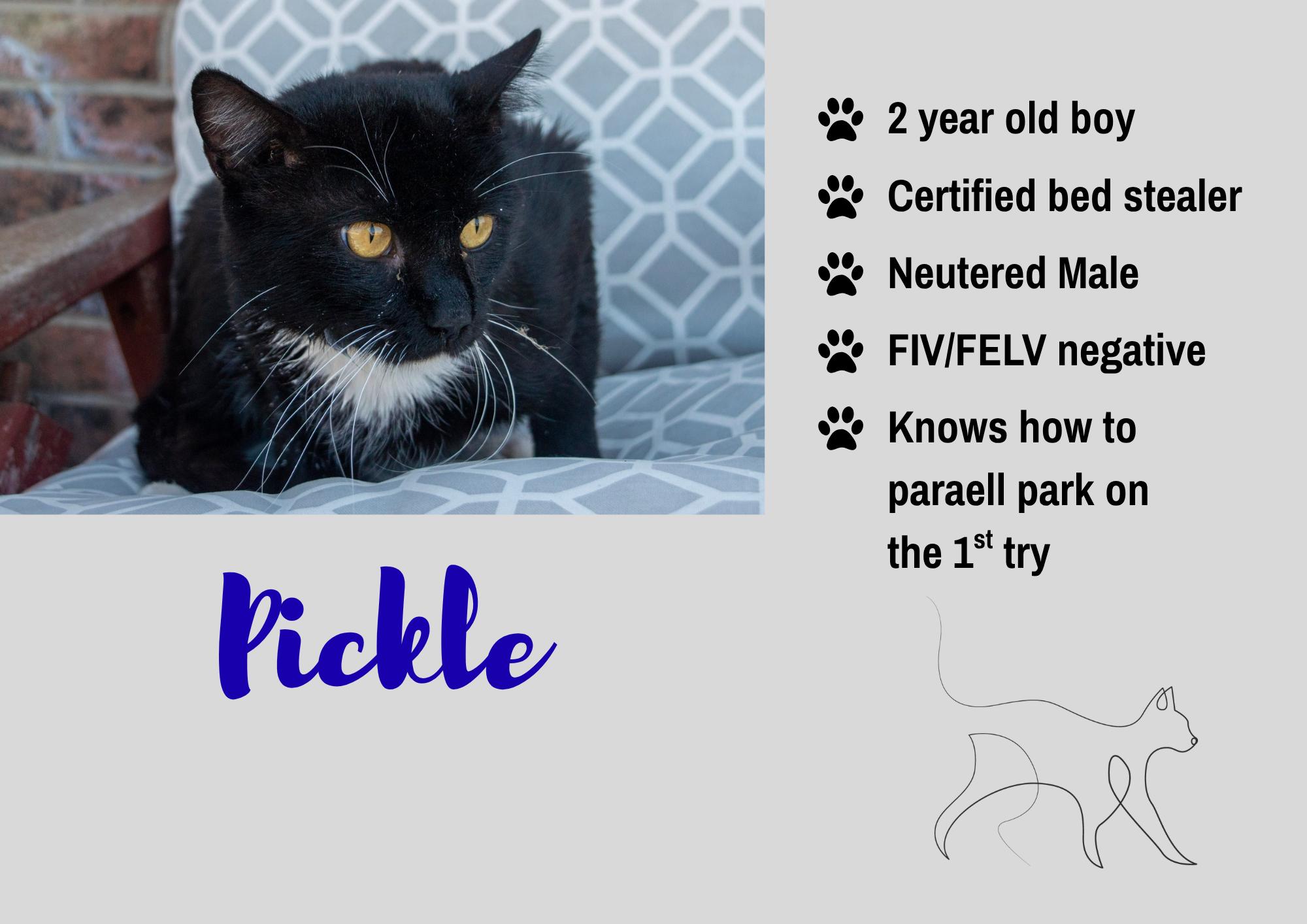 Pickle, Adoptable, Adult Male Domestic Short Hair.