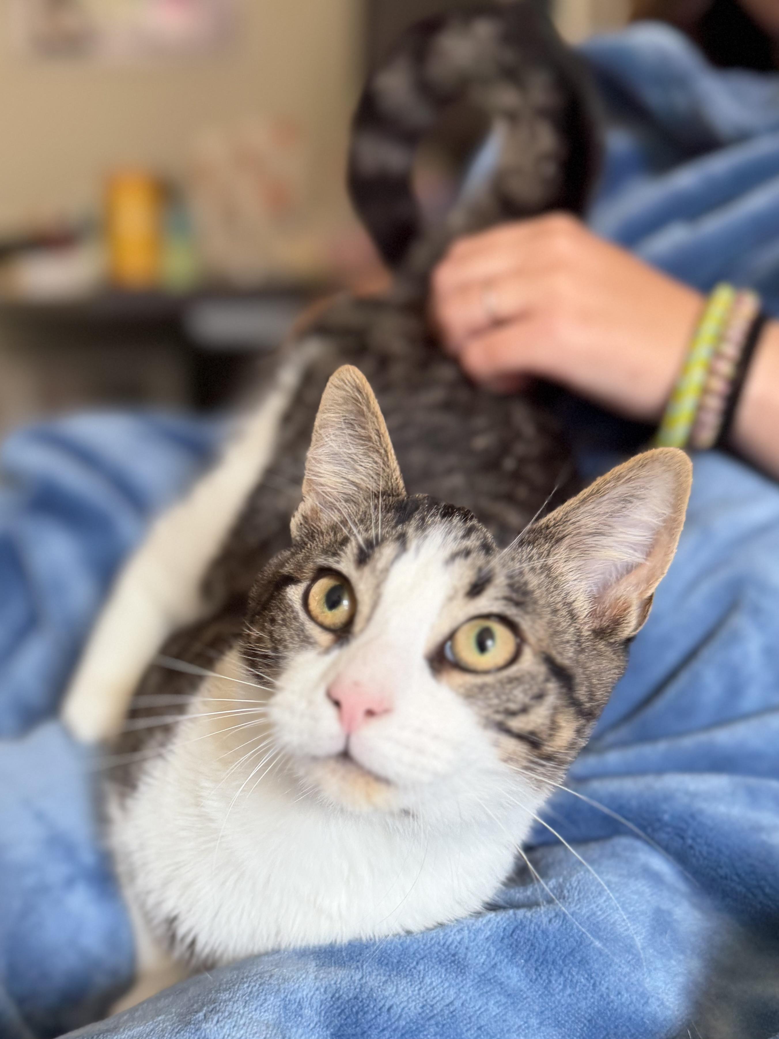 Enlarge TJ, a Adoptable American Shorthair in North Chesterfield, VA image 2/2