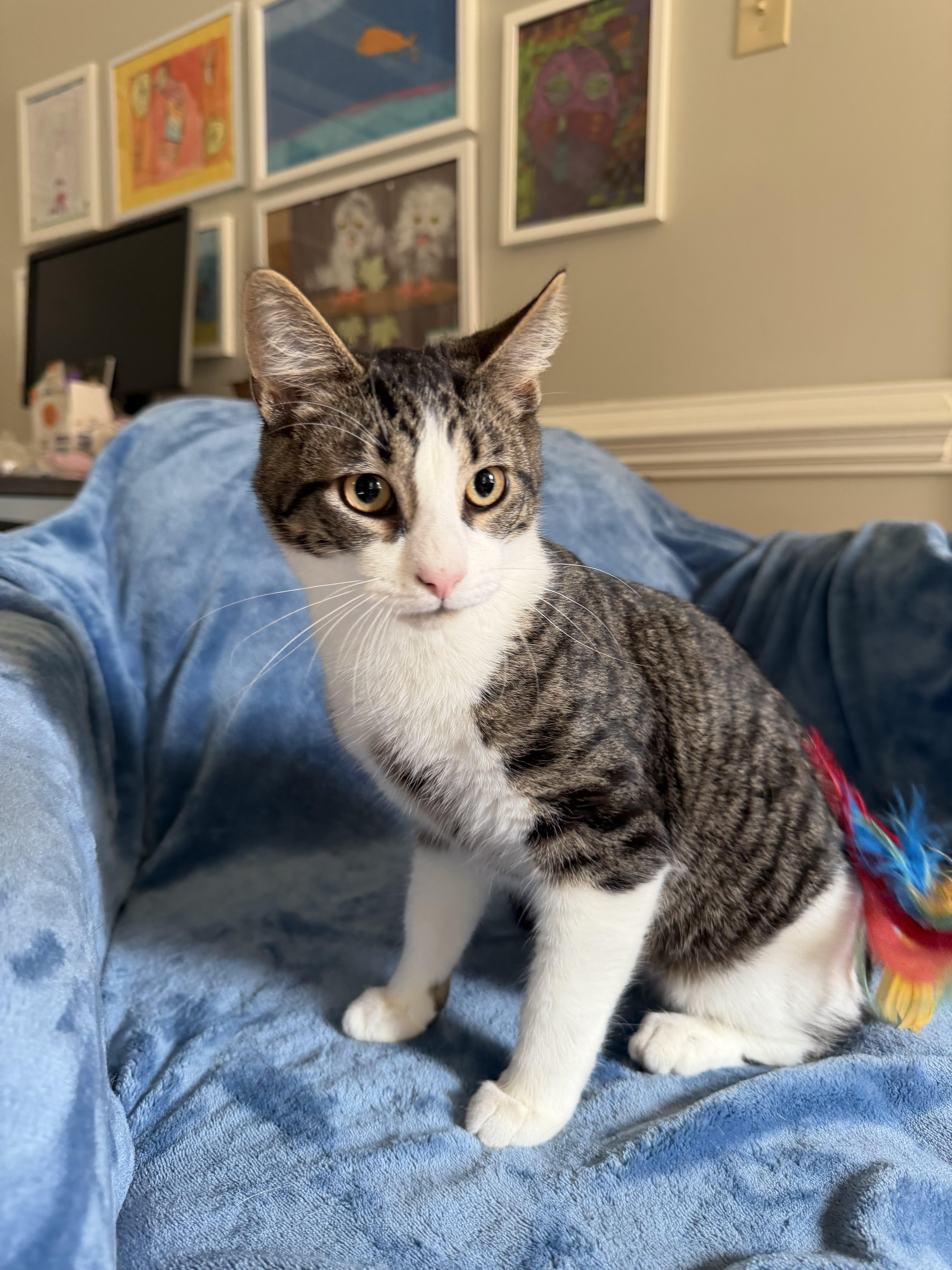 Enlarge TJ, a Adoptable American Shorthair in North Chesterfield, VA image 1/2