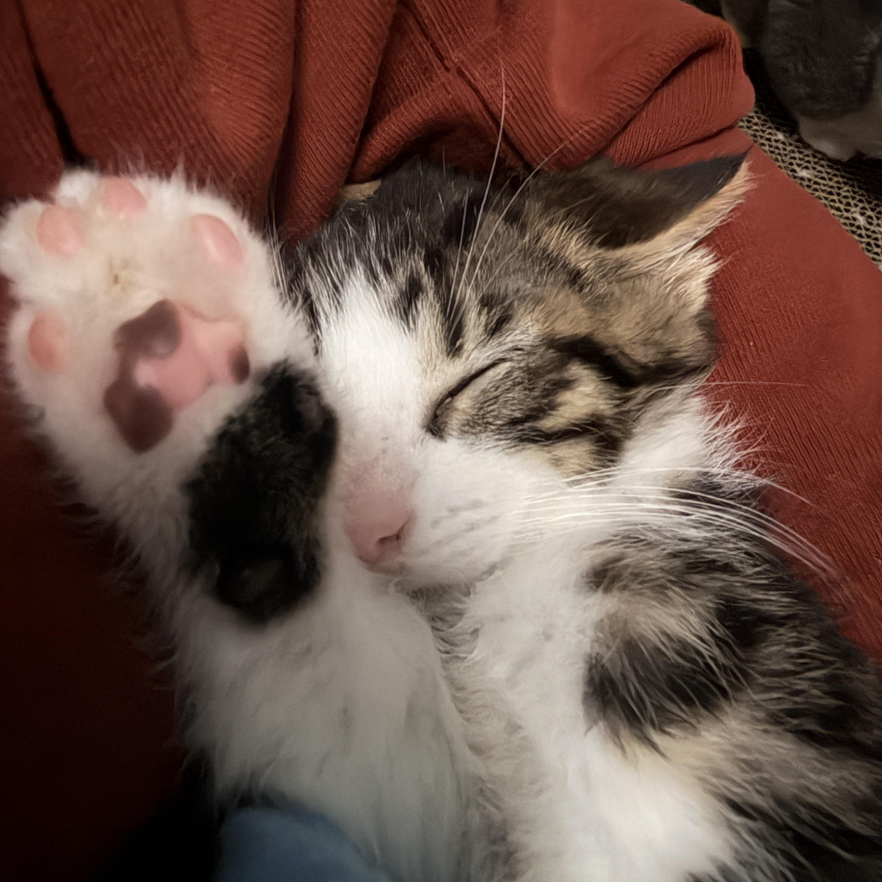 Enlarge TJ, a Adoptable American Shorthair in North Chesterfield, VA image 1/1