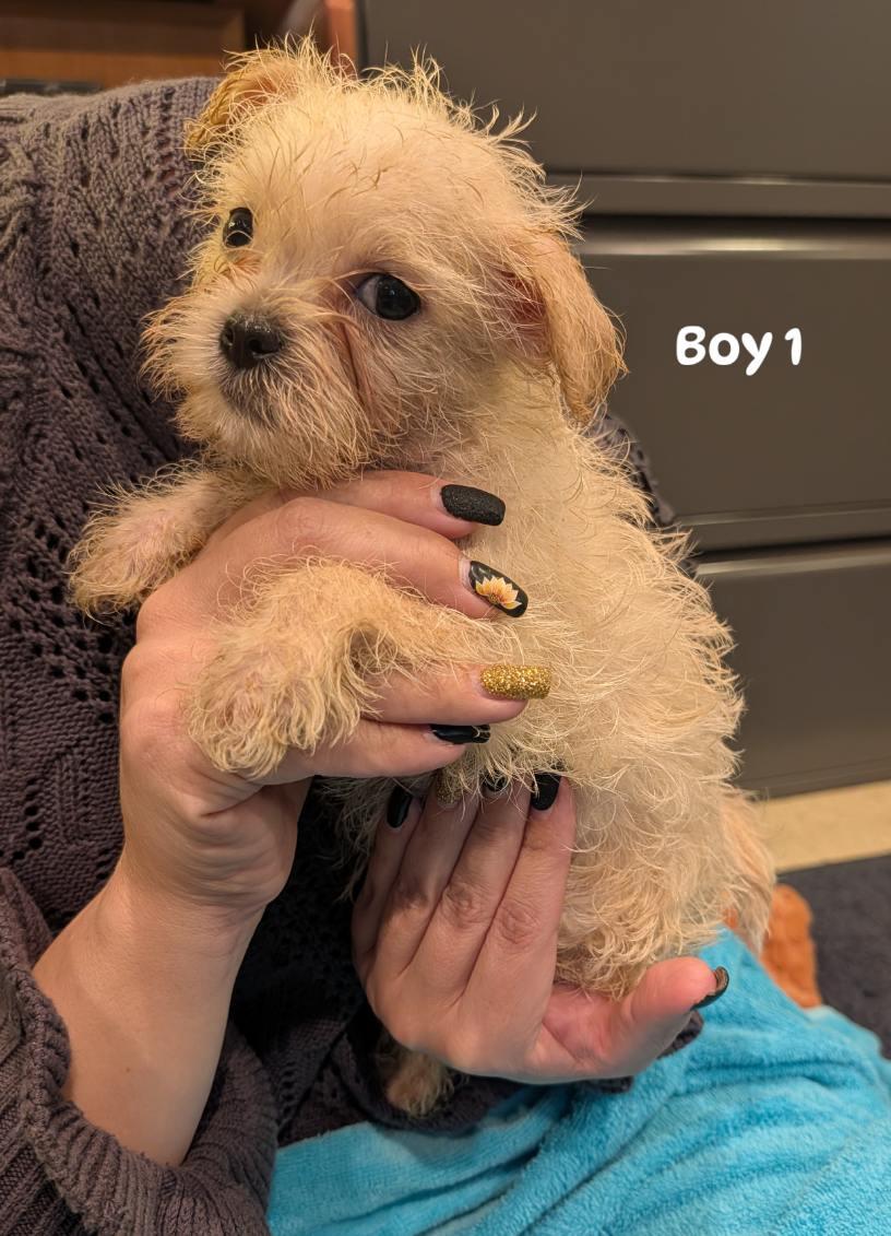 Scotch boy 1 photo