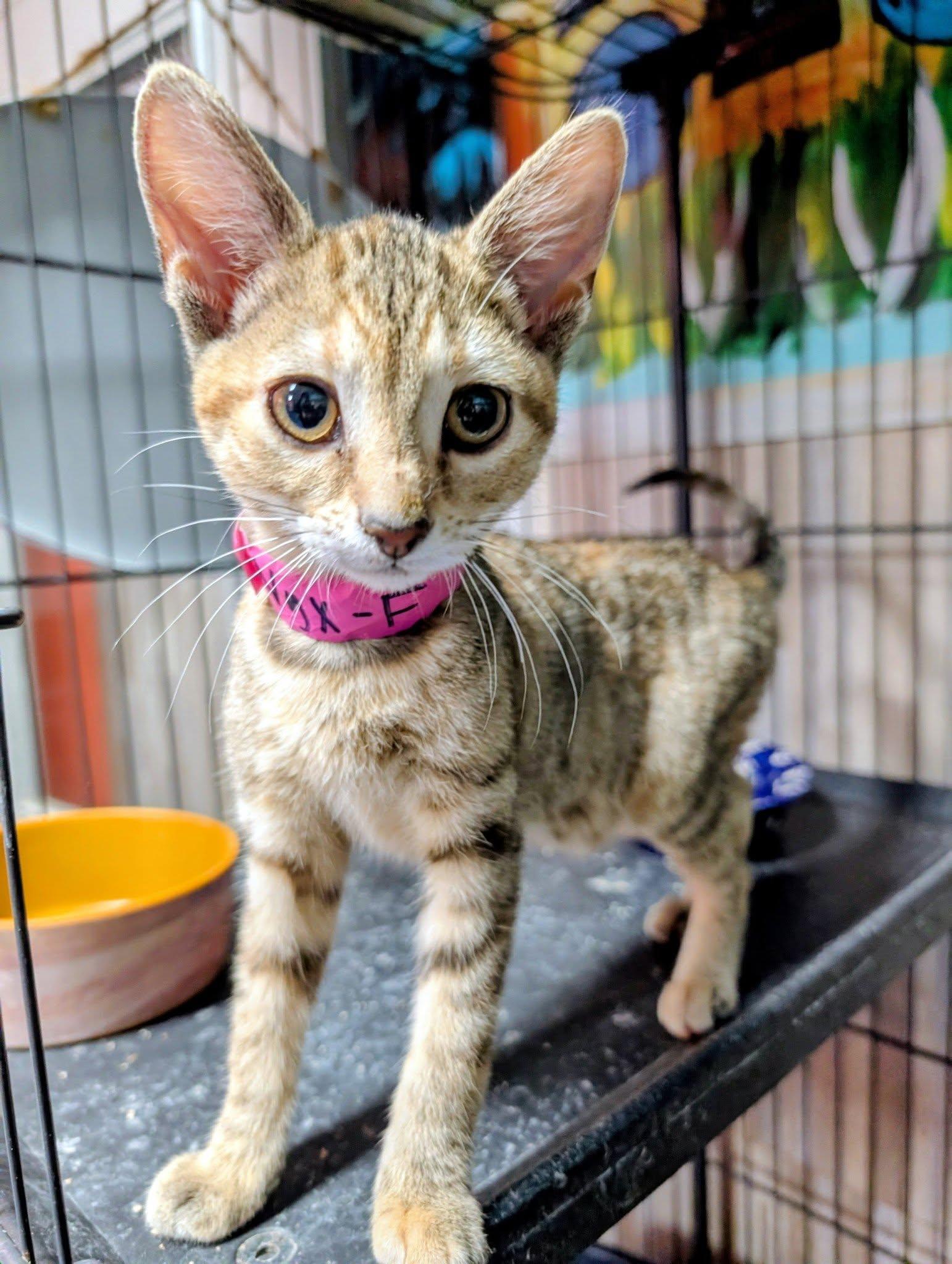 Nyx, ADOPTABLE, Kitten Female Domestic Short Hair.