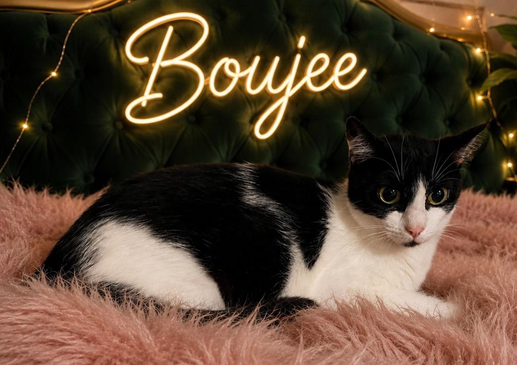 Enlarge Boujee, a Adoptable mixed breed in Dalton, GA image 1/1