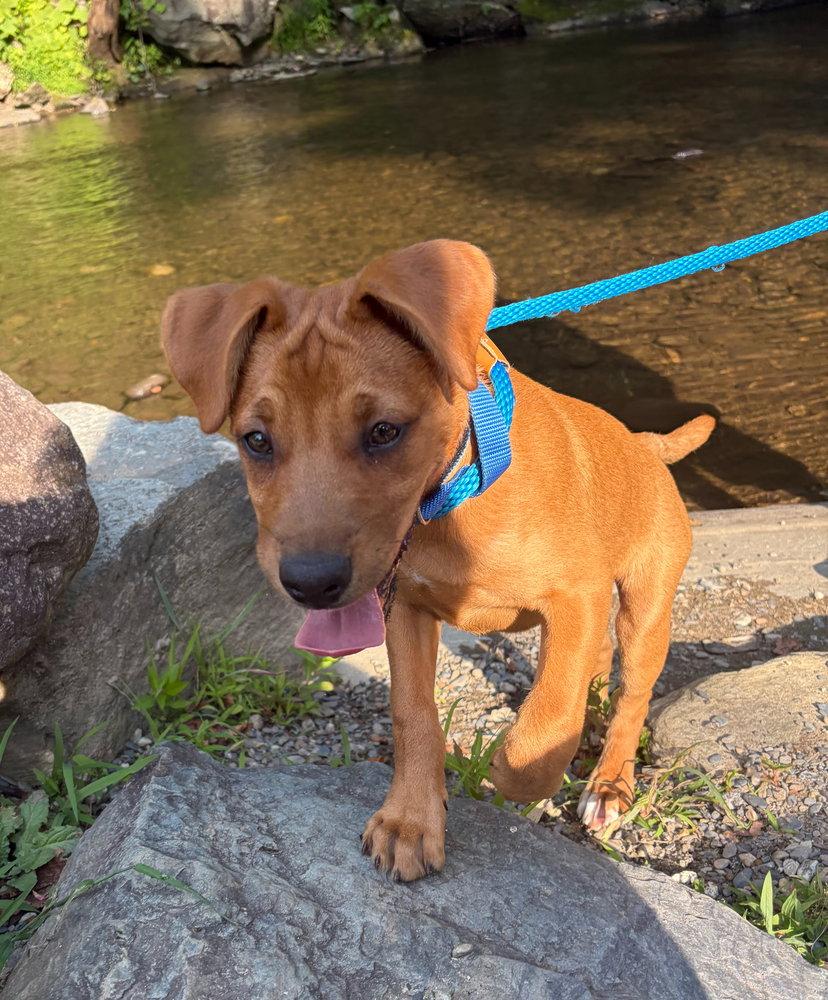 Enlarge Jax, a Adoptable Terrier in Candler, NC image 3/3