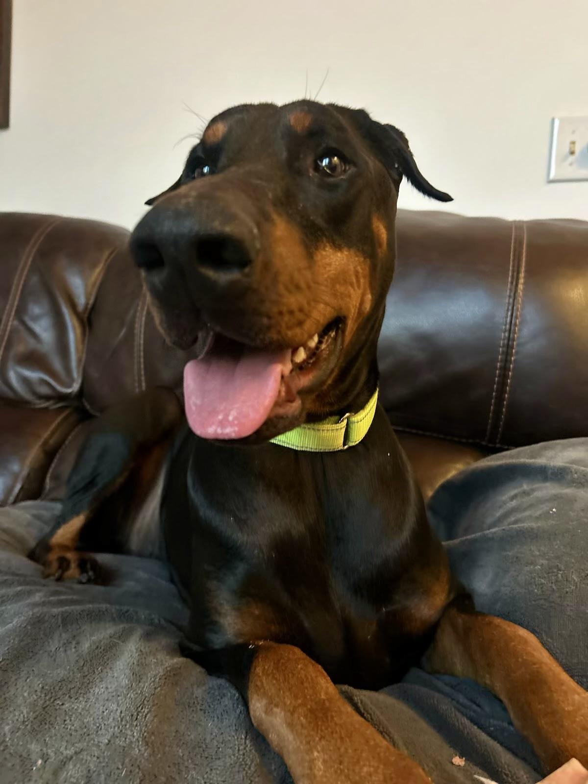 Enlarge Lily, a Adopted Doberman Pinscher in Louisville, KY image 1/4