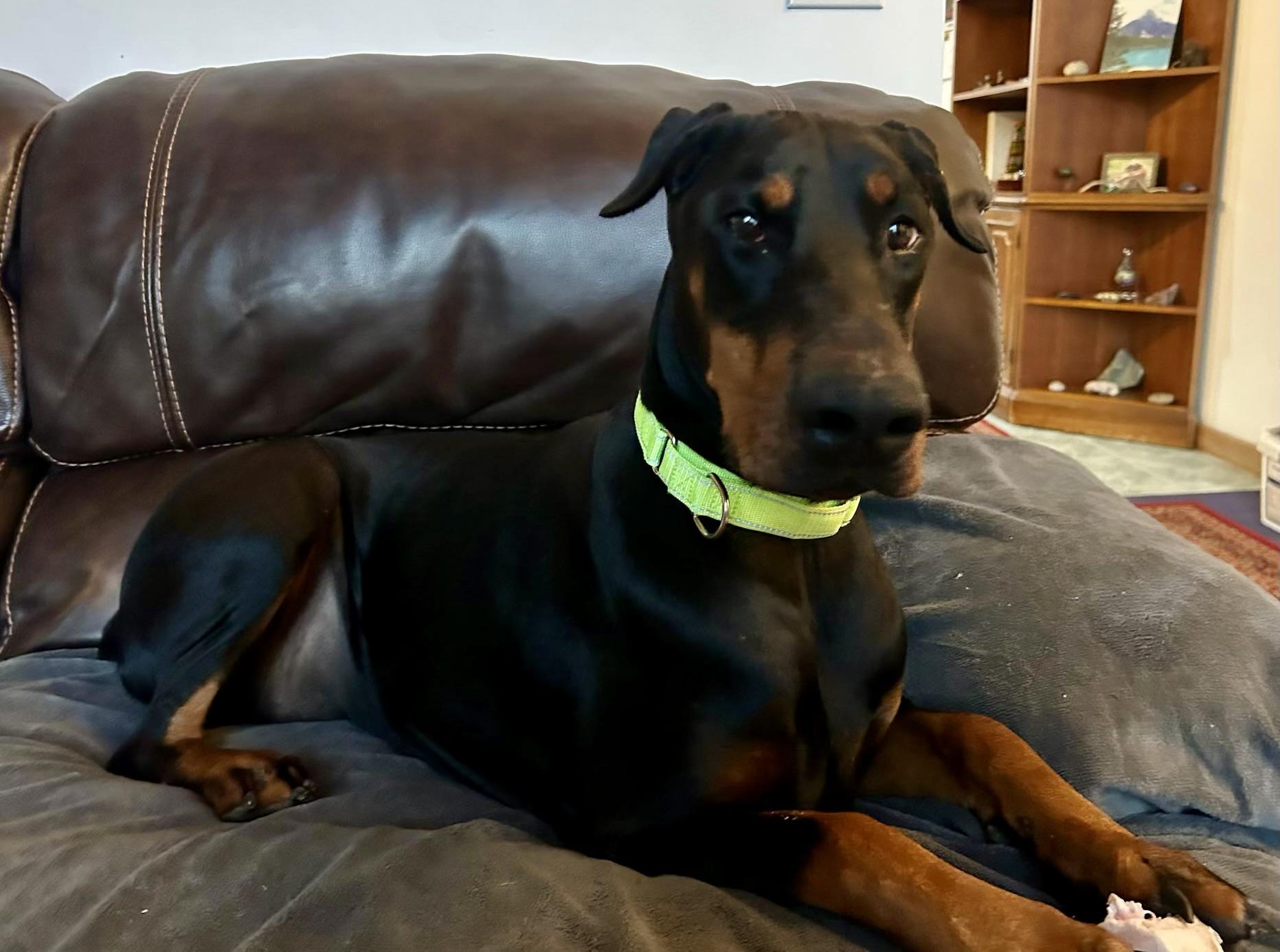Enlarge Lily, a Adopted Doberman Pinscher in Louisville, KY image 3/4