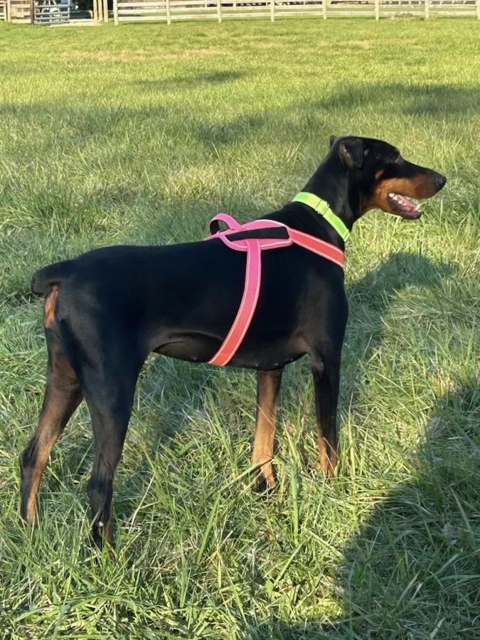 Enlarge Lily, a Adopted Doberman Pinscher in Louisville, KY image 4/4