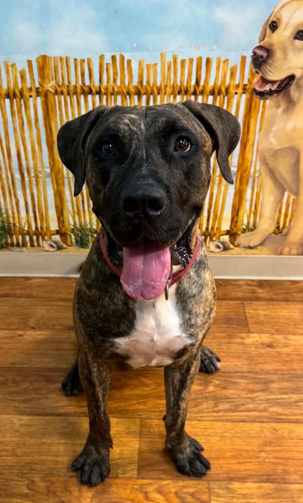 Ralphy, a Adoptable Mixed Breed in Ocala, FL image 1/5