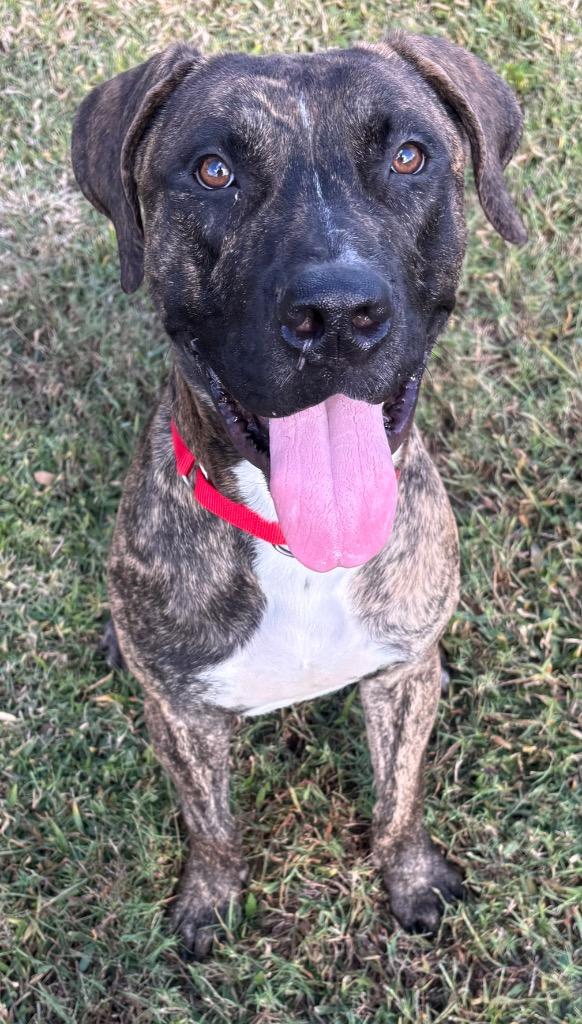Enlarge Ralphy, a Adoptable Mixed Breed in Ocala, FL image 1/4
