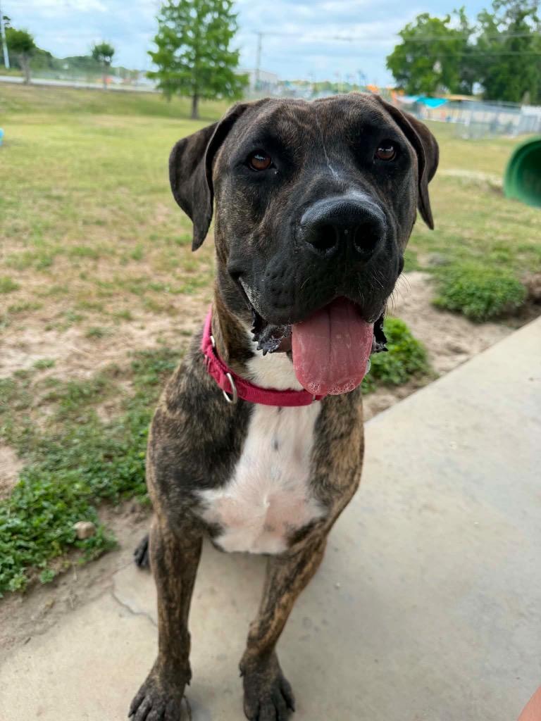 Enlarge Ralphy, a Adoptable Mixed Breed in Ocala, FL image 3/4