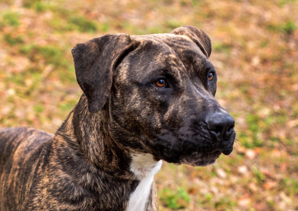 Enlarge Ralphy, a Adoptable Mixed Breed in Ocala, FL image 4/4