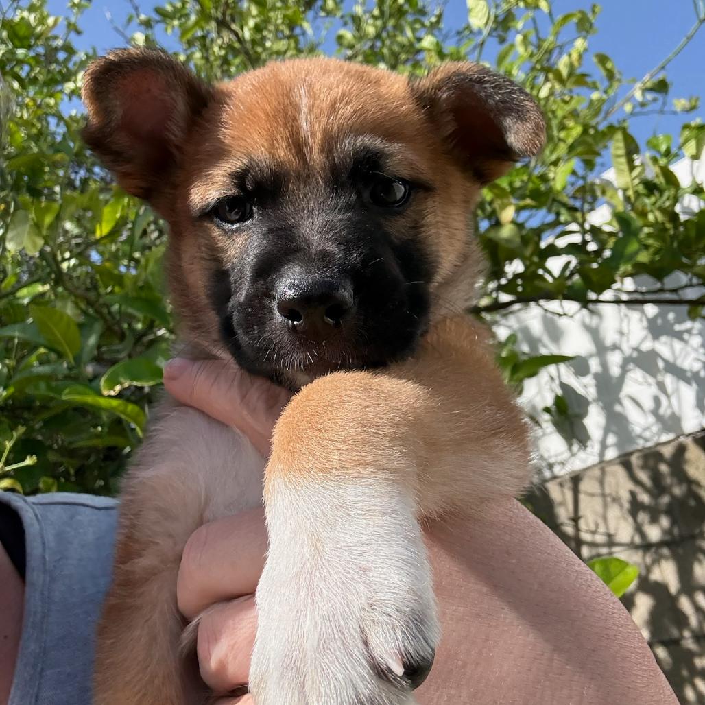 Enlarge Hamilton, a Adoptable German Shepherd Dog in North Hollywood, CA image 1/6