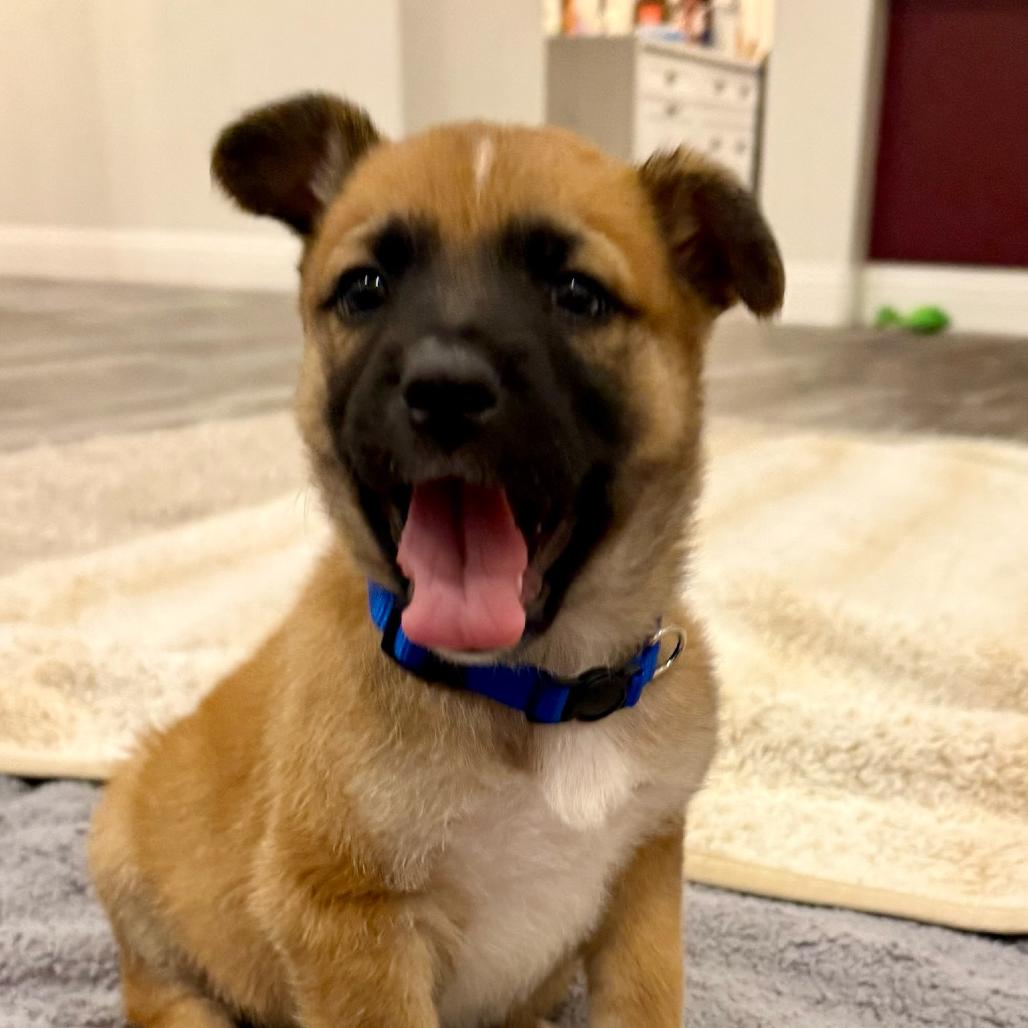 Enlarge Hamilton, a Adoptable German Shepherd Dog in North Hollywood, CA image 3/6
