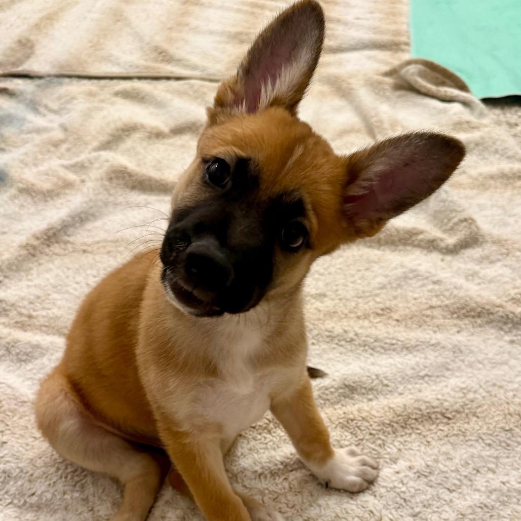 Hamilton, a Adoptable German Shepherd Dog in North Hollywood, CA image 3/6