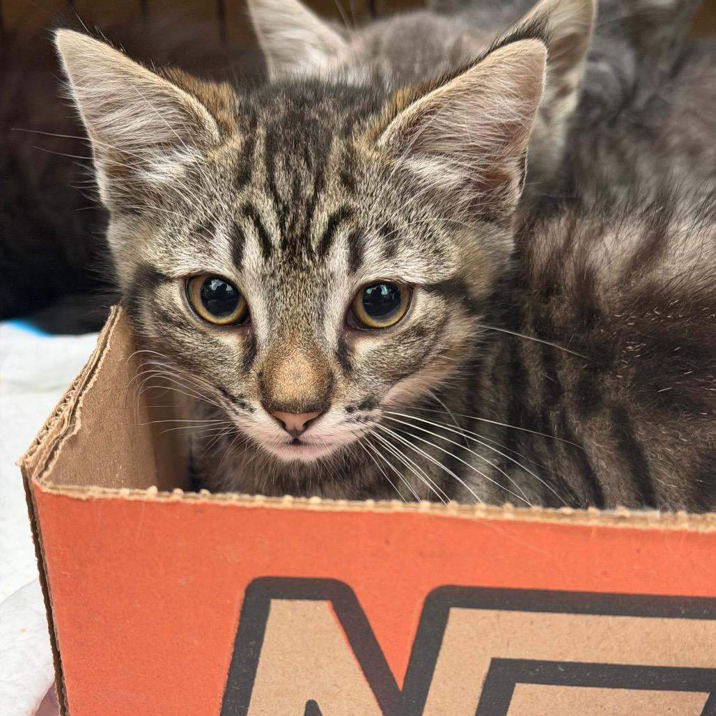 Flat-Top Grill, Adoptable, Kitten Male Domestic Short Hair.