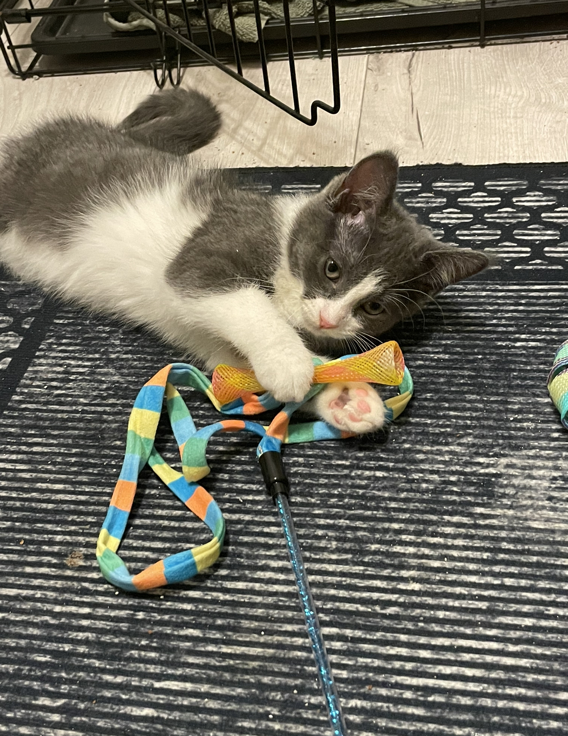 Little Miss, Adopted, Kitten Female Domestic Short Hair.