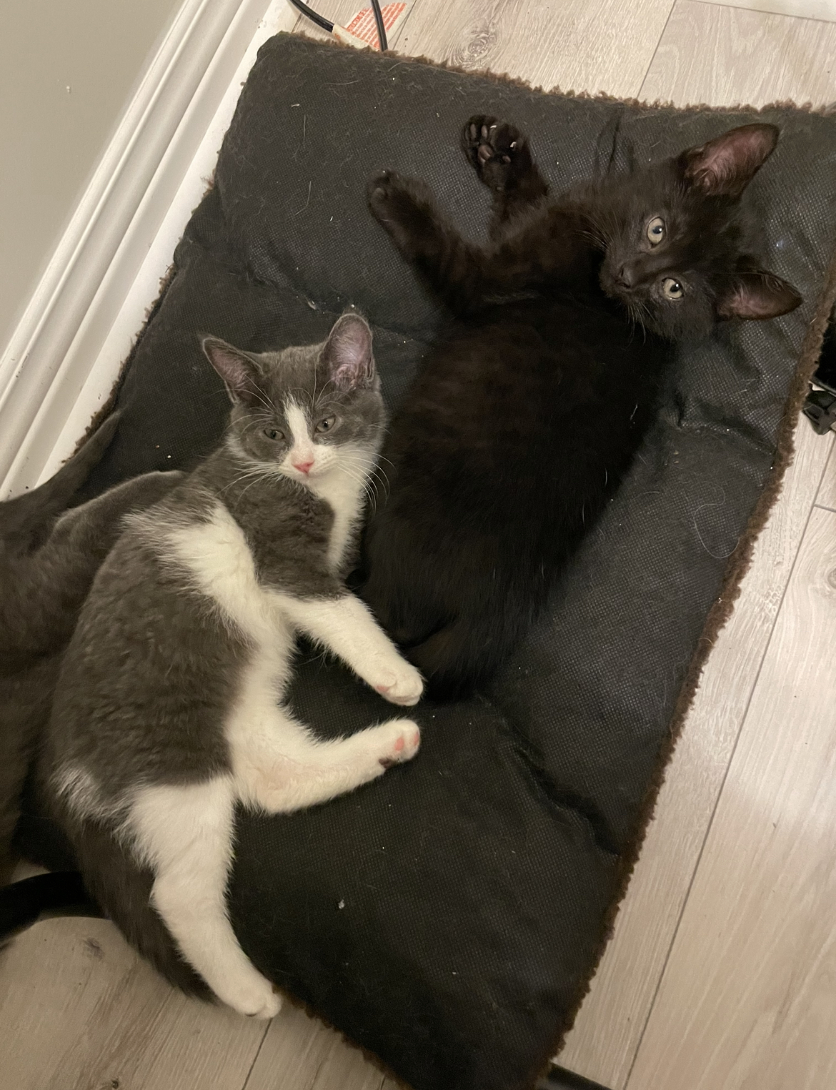 Little Miss, a Adopted Domestic Short Hair in Verdun, QC image 2/6