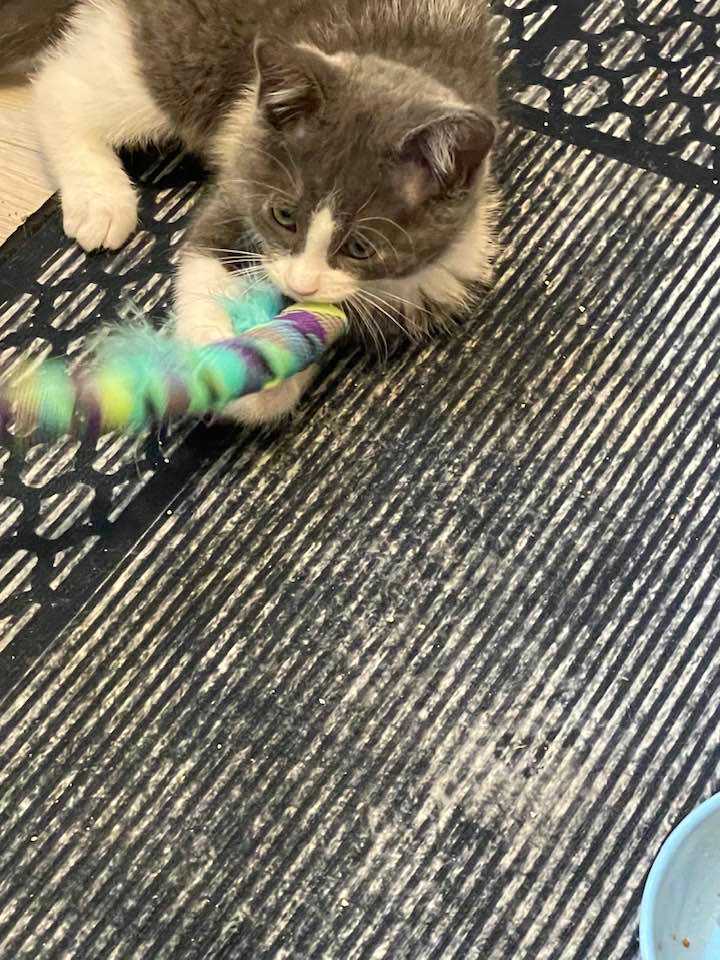 Little Miss, a Adopted Domestic Short Hair in Verdun, QC image 3/6