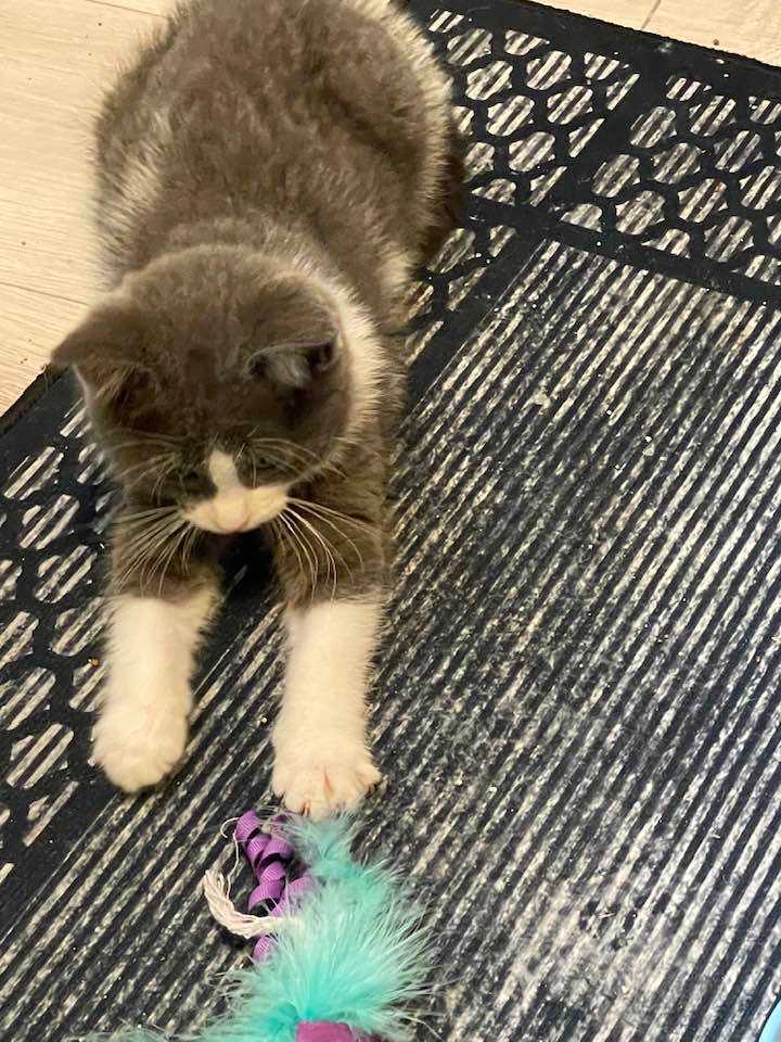 Little Miss, a Adopted Domestic Short Hair in Verdun, QC image 4/6