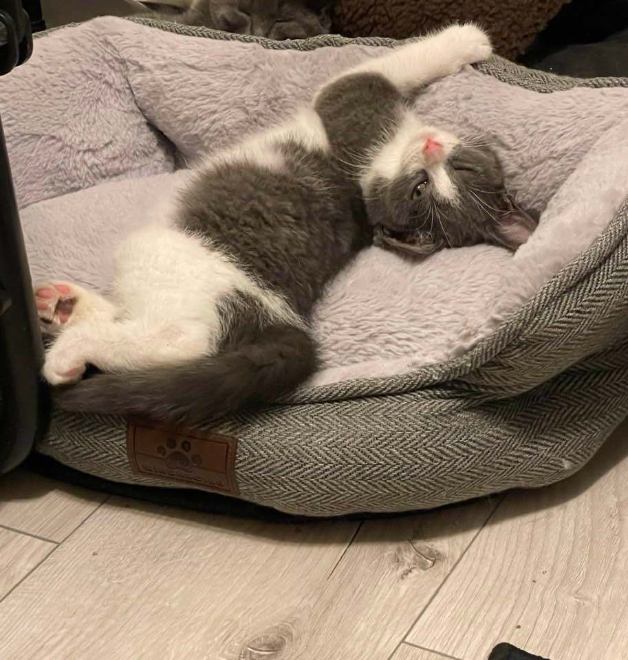 Little Miss, a Adopted Domestic Short Hair in Verdun, QC image 5/6