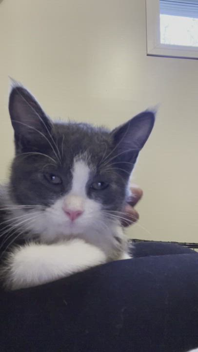 Enlarge Little Miss, a Adopted Domestic Short Hair in Verdun, QC video 6/6