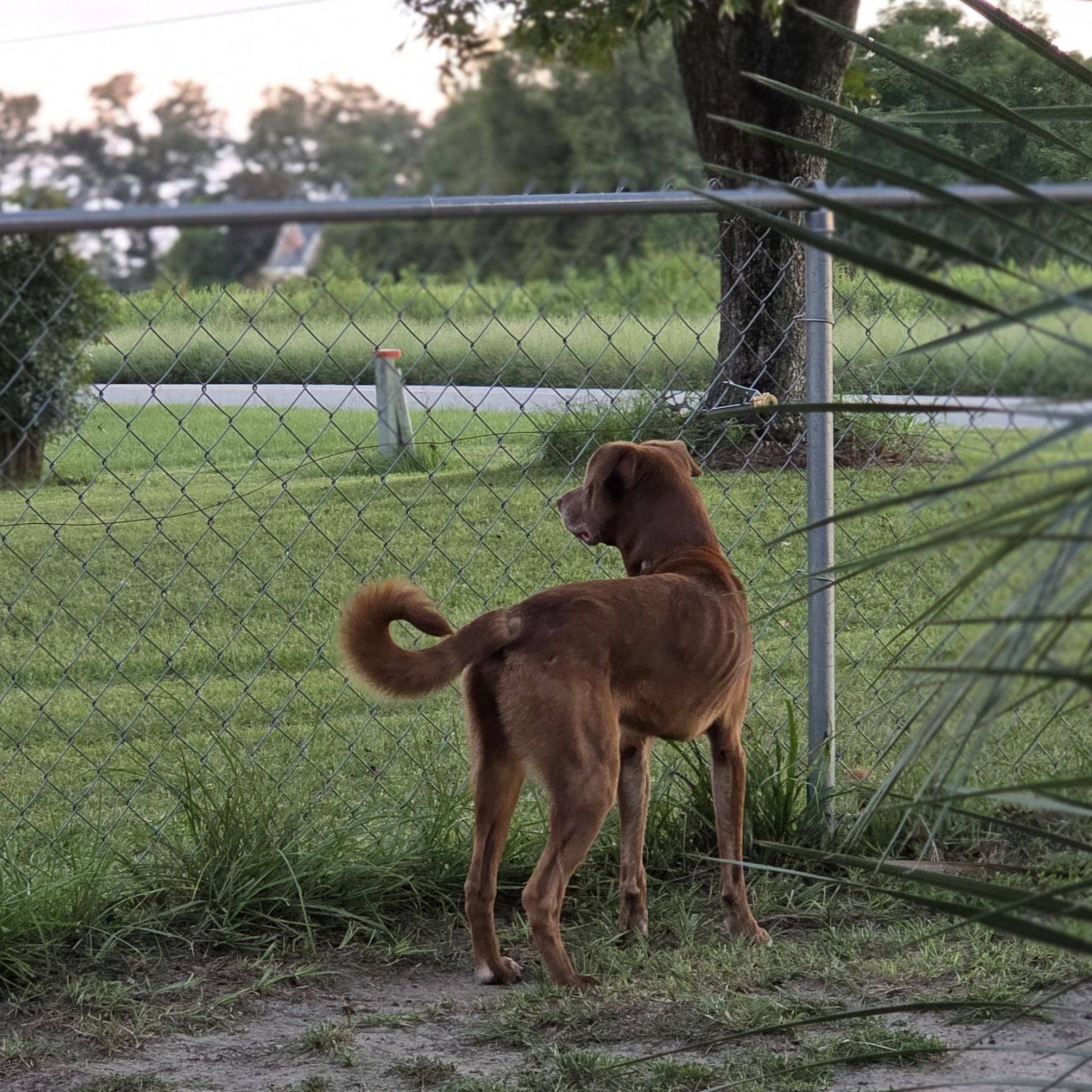 Enlarge Otis, a Adoptable mixed breed in Douglas, GA image 3/3