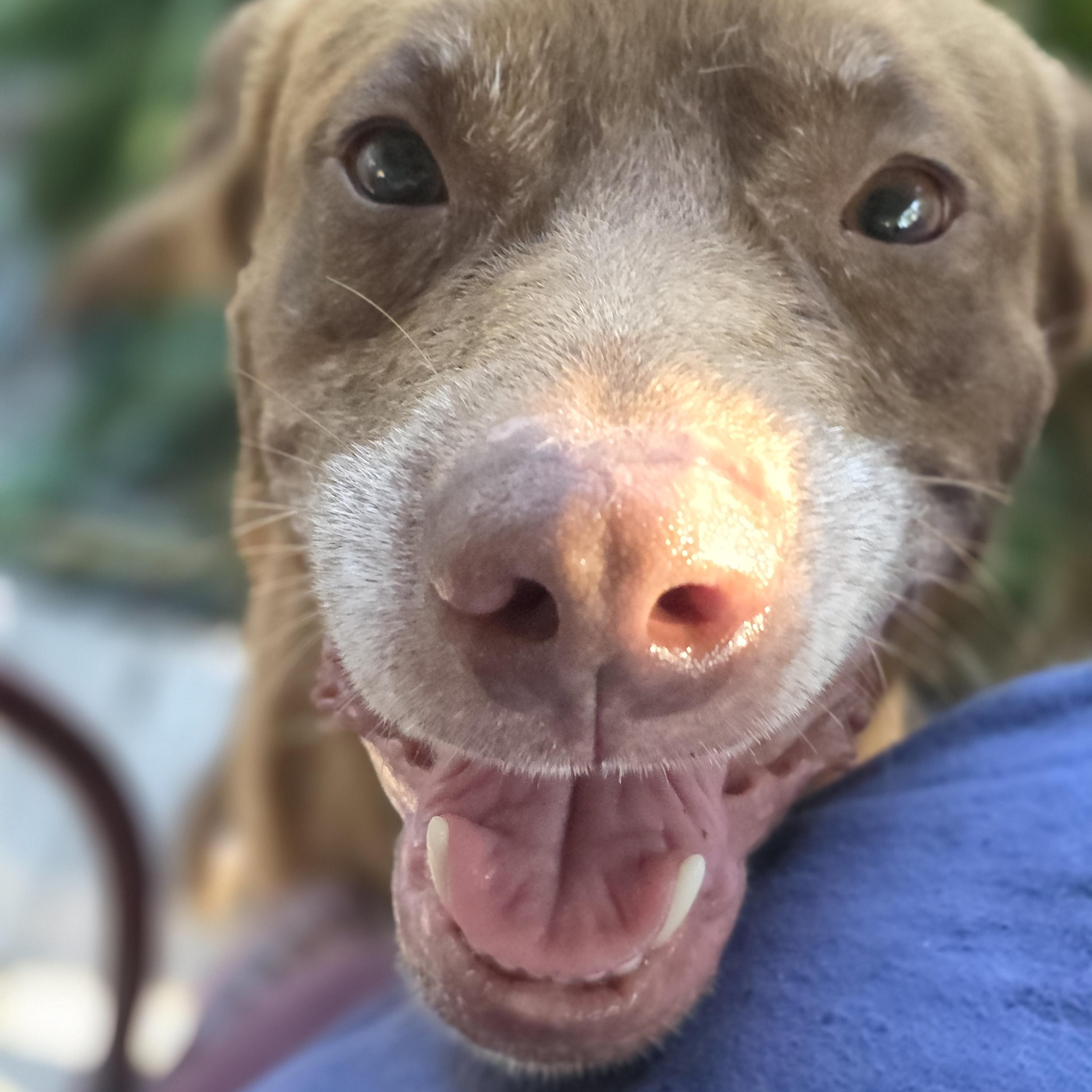 Otis, Adoptable, Adult Male Labrador Retriever.