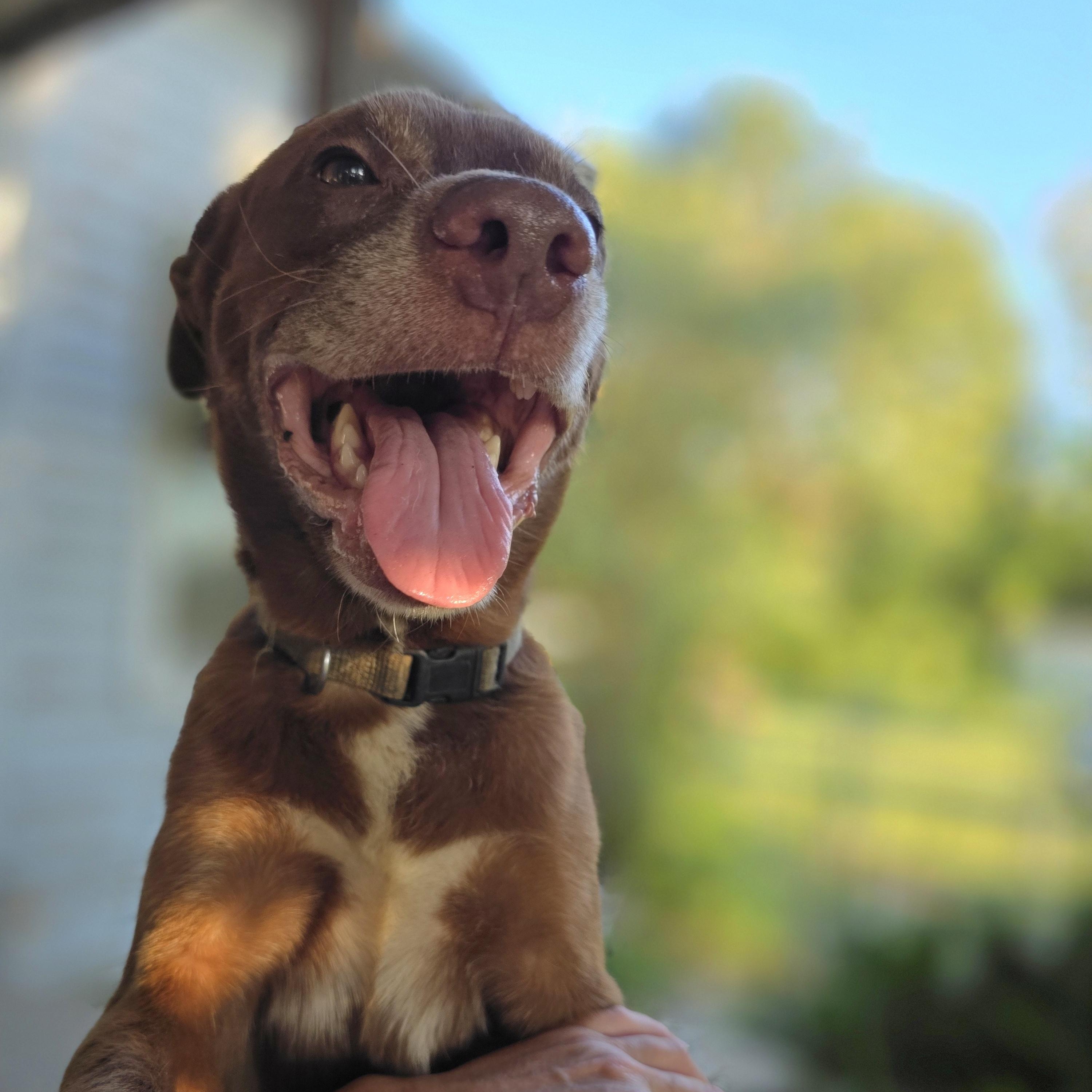Enlarge Otis, a Adoptable mixed breed in Douglas, GA image 2/3