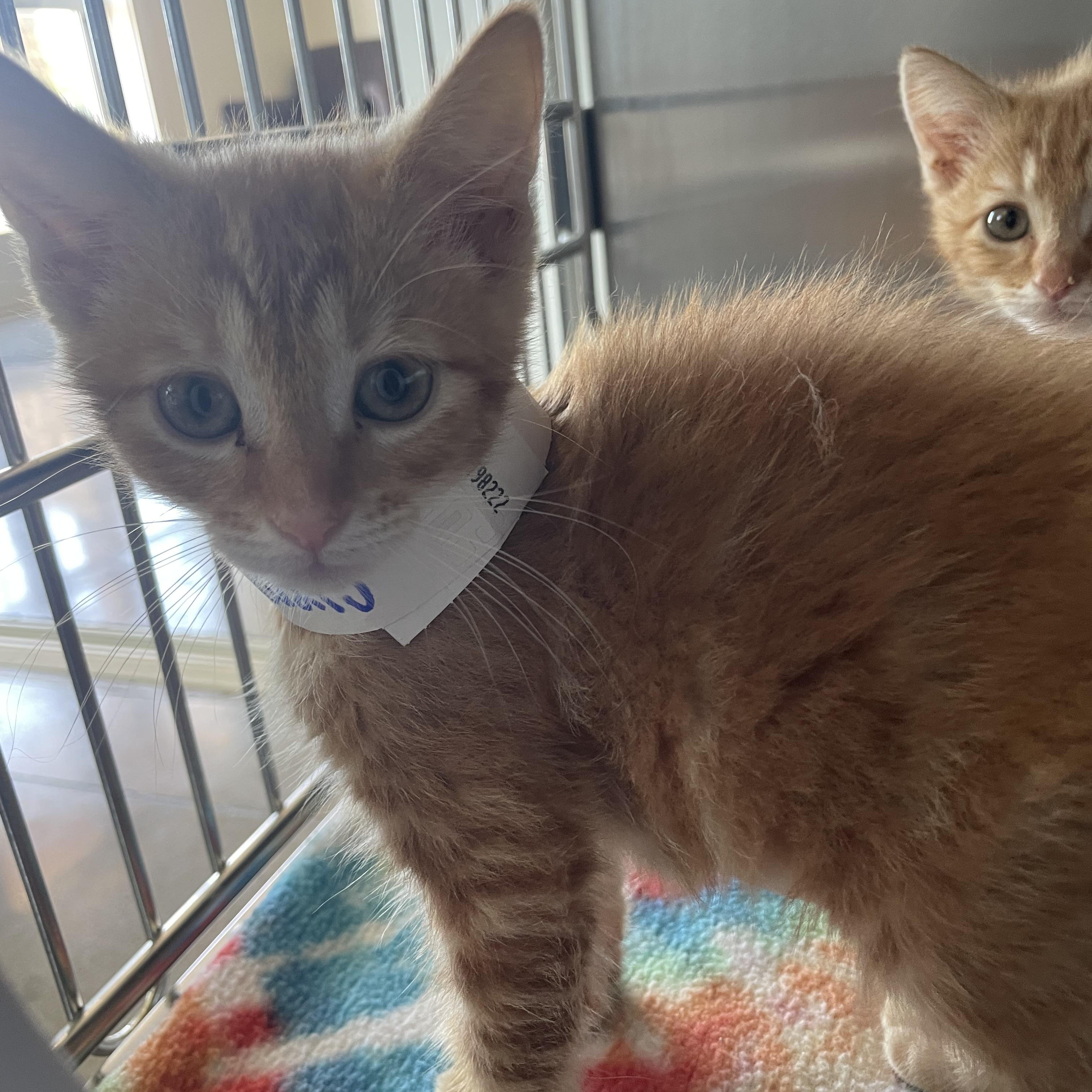 Clementine, an adopted Domestic Short Hair in Greenback, TN image 3/3