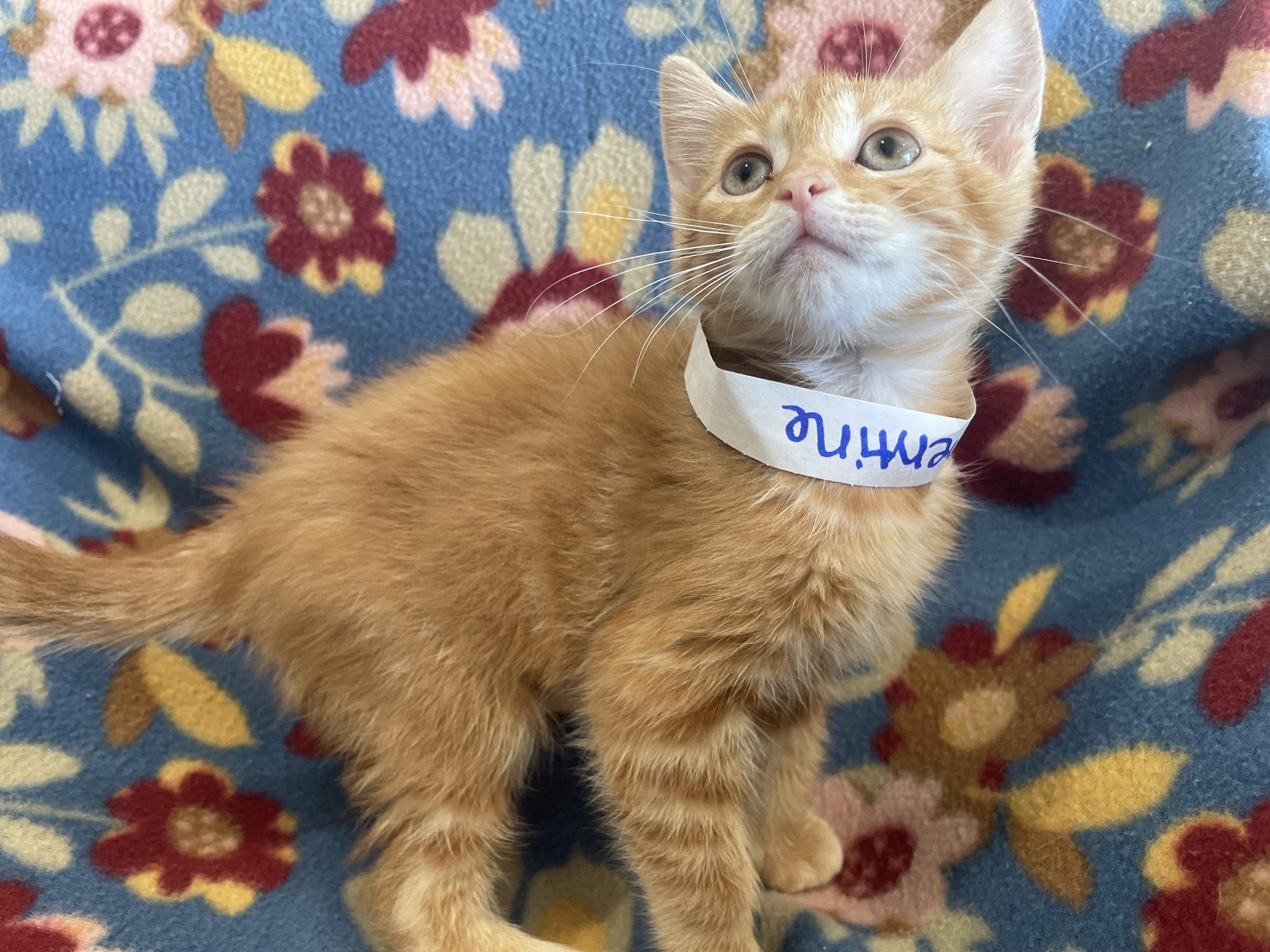 Clementine, adopted, Kitten Female Domestic Short Hair.